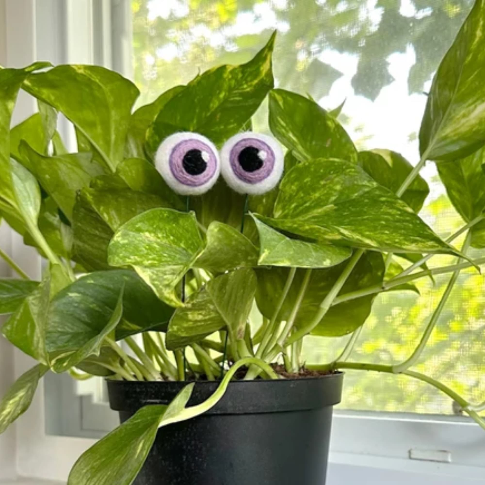 Potted pothos plant with two googly eyes in a black nursery pot