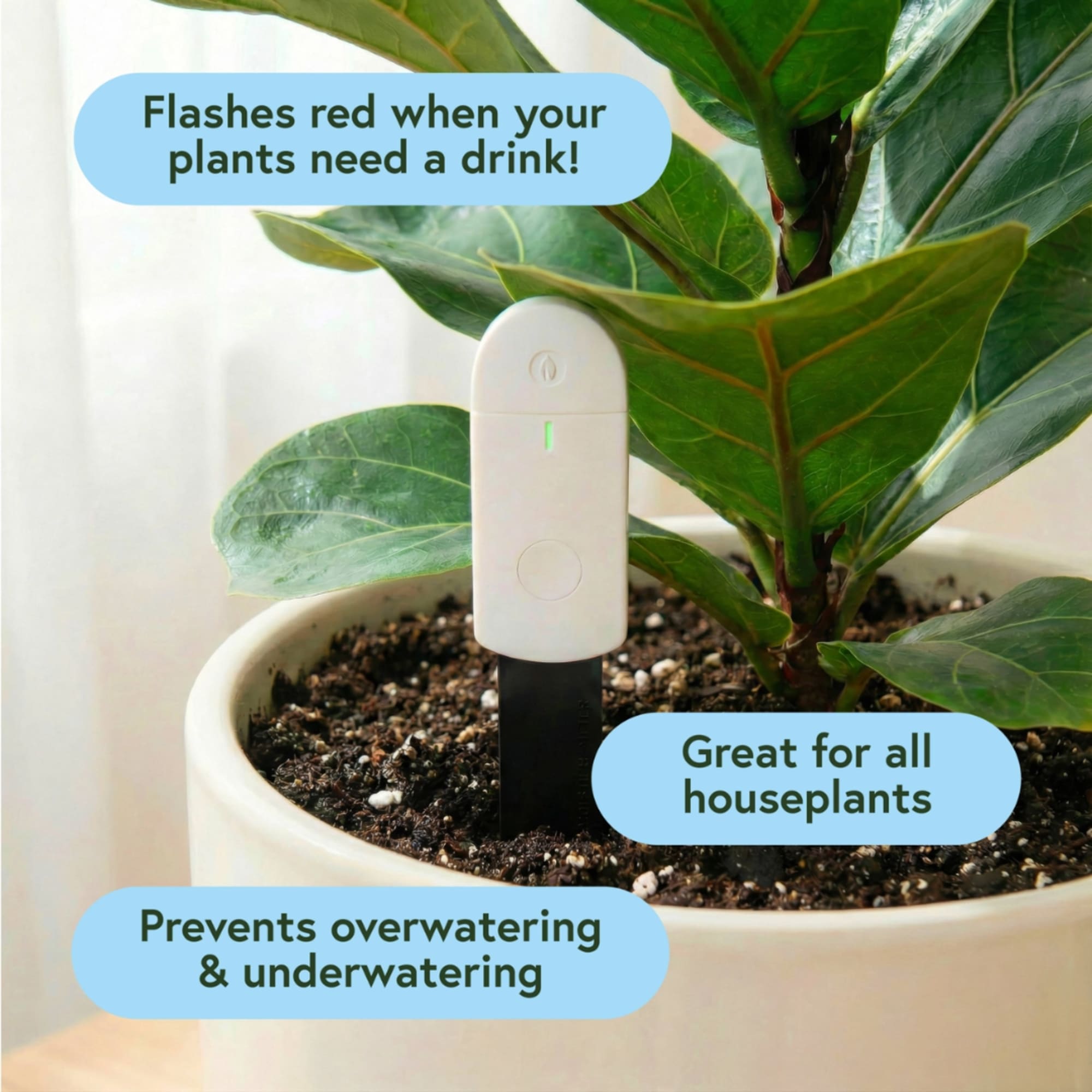 Potted houseplant with a moisture meter and text overlays