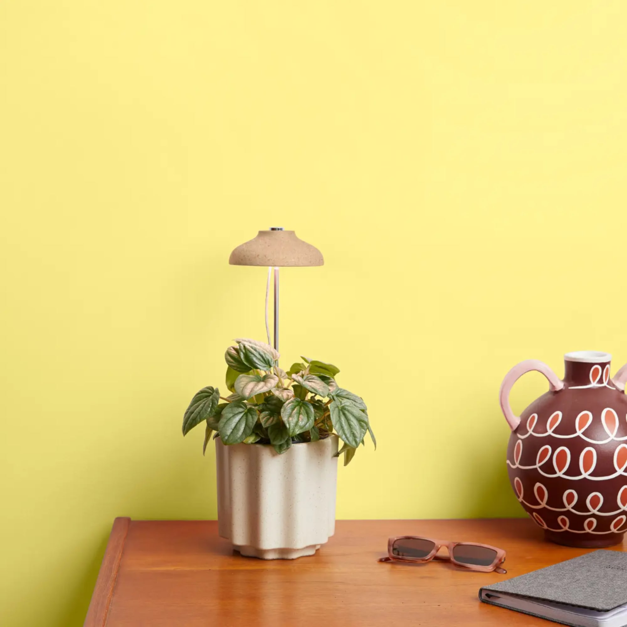 Potted plant in a beige planter with a small lamp above it