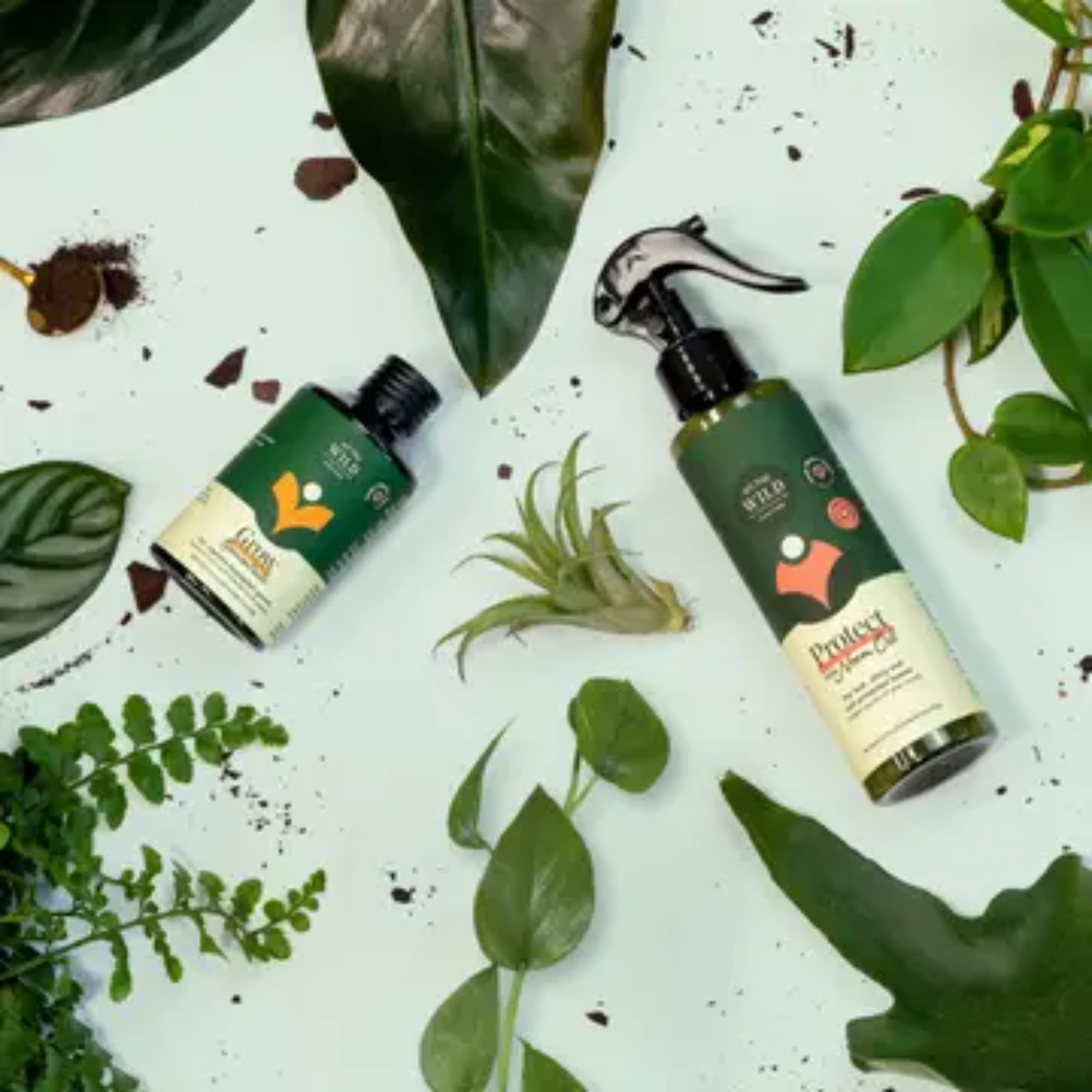 Plant care spray bottles with assorted green leaves and air plants