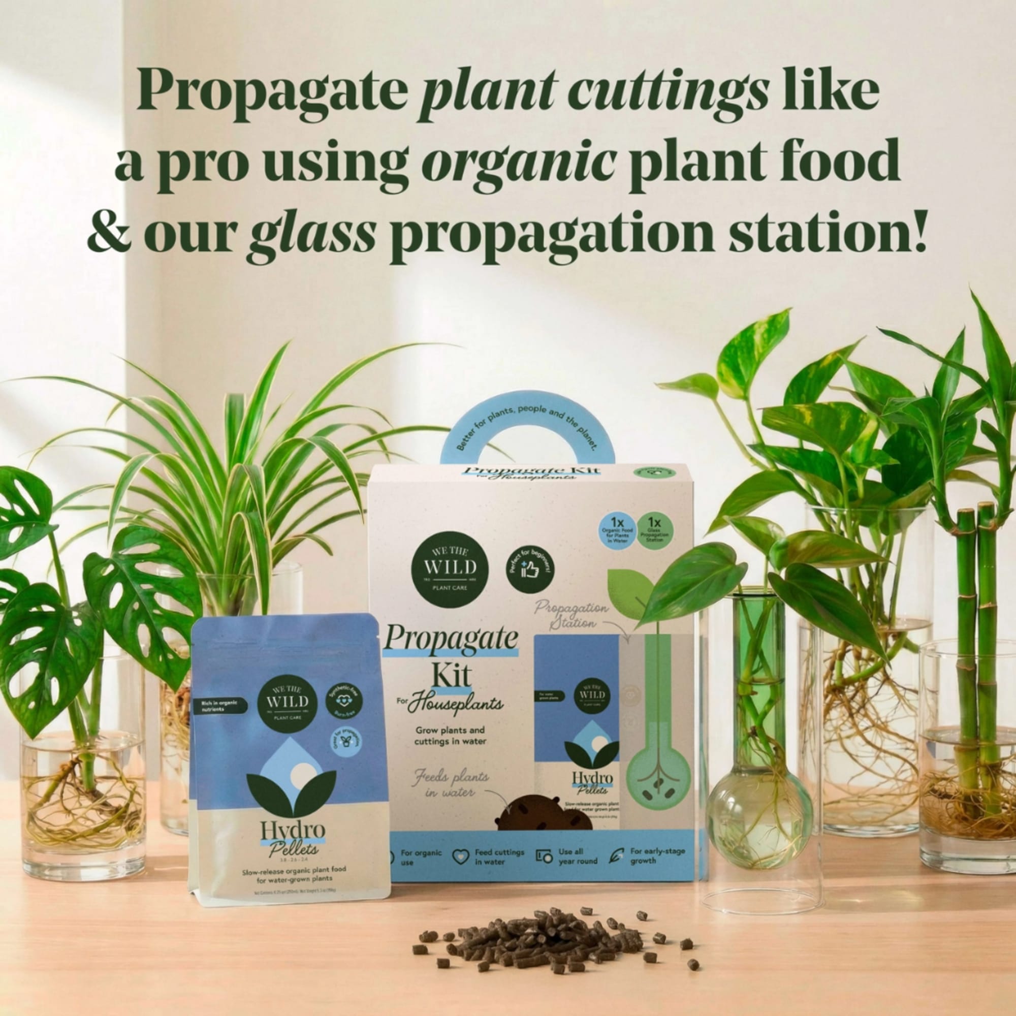 Houseplant propagation kit with glass tubes and potted cuttings on a table