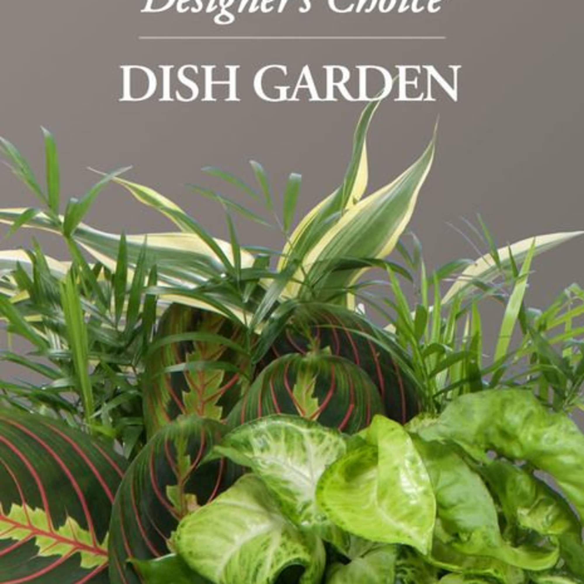 Dish garden with assorted green houseplants in a container