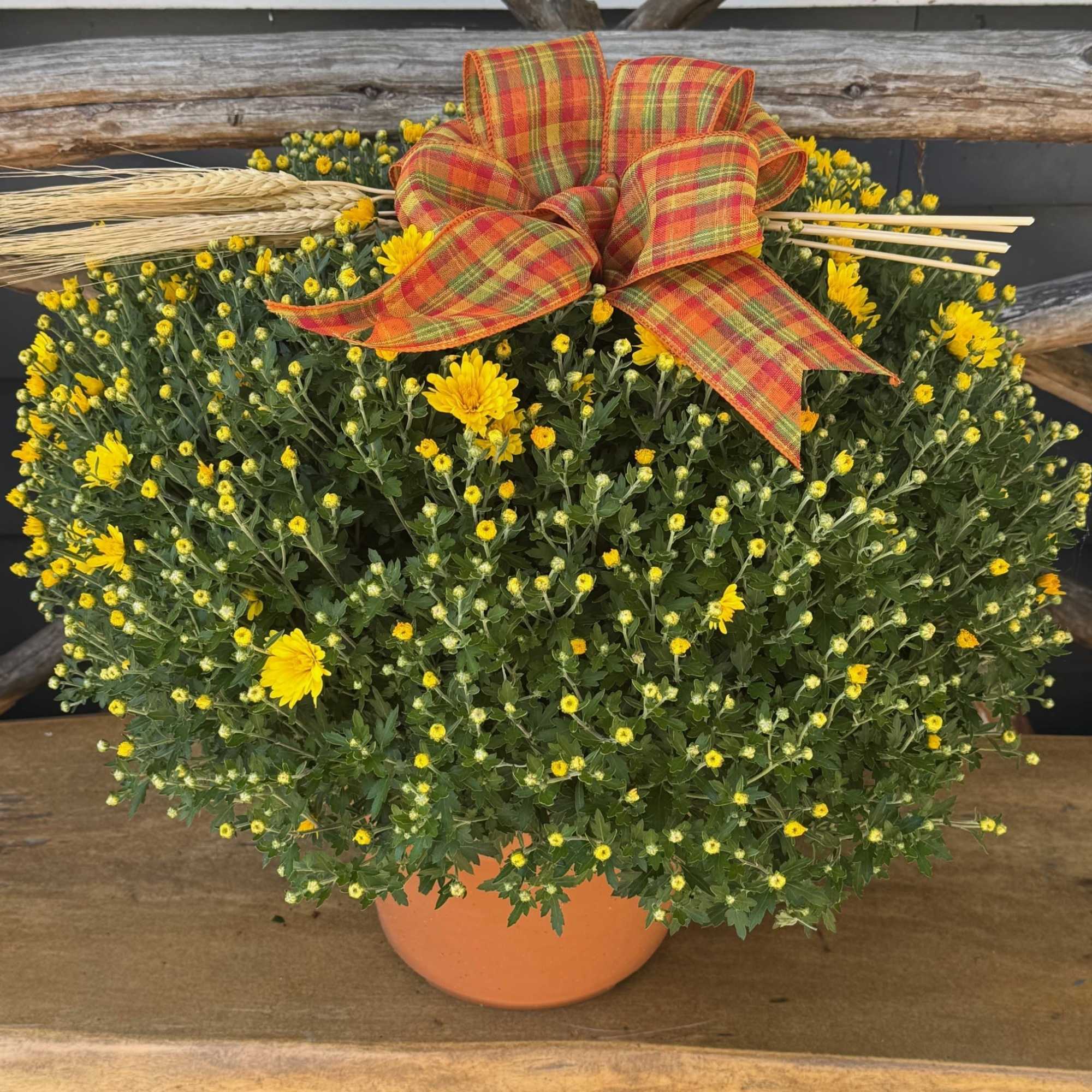 Hardy Mums are a fall favorite and come in an array of