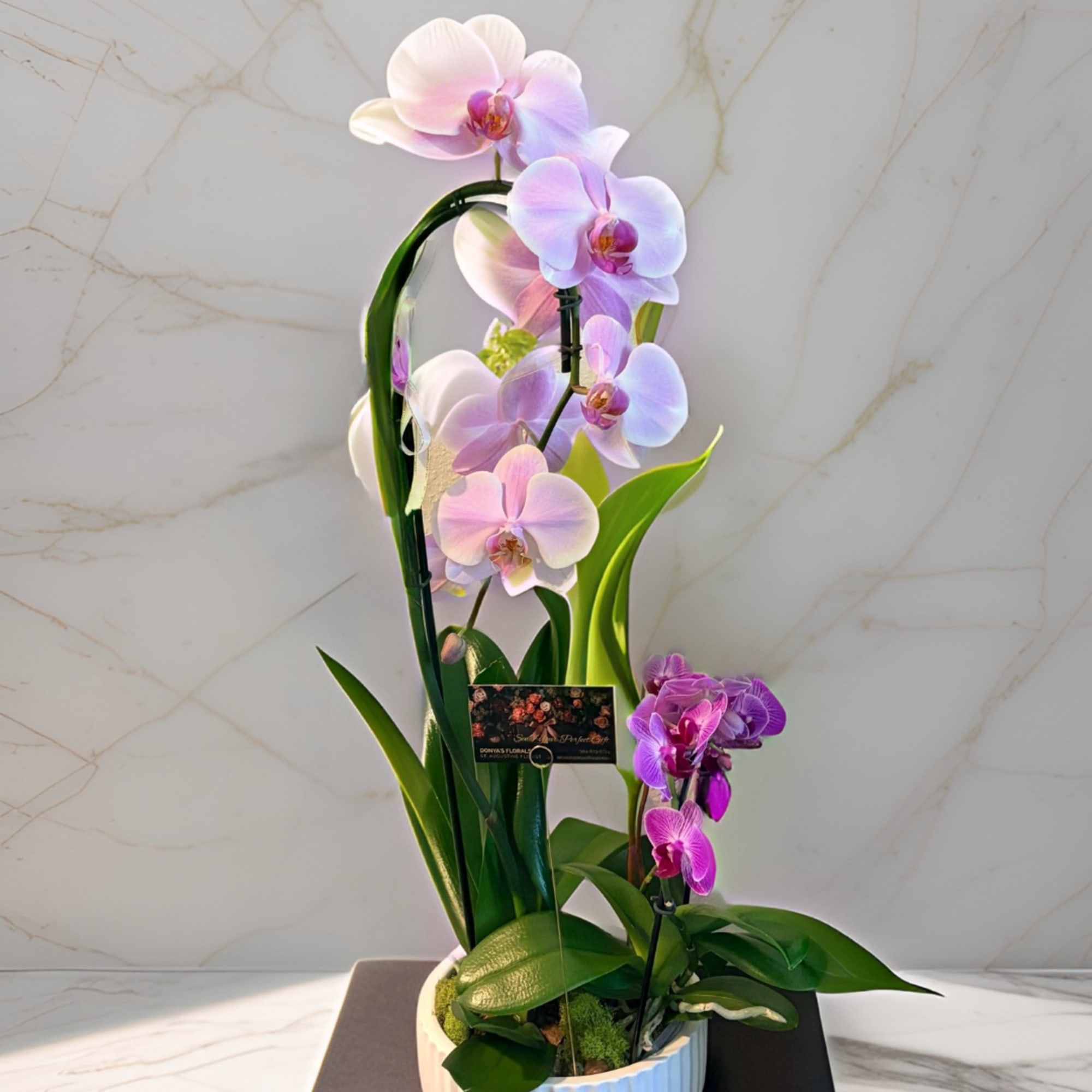 Potted orchid arrangement with pale pink and purple blooms