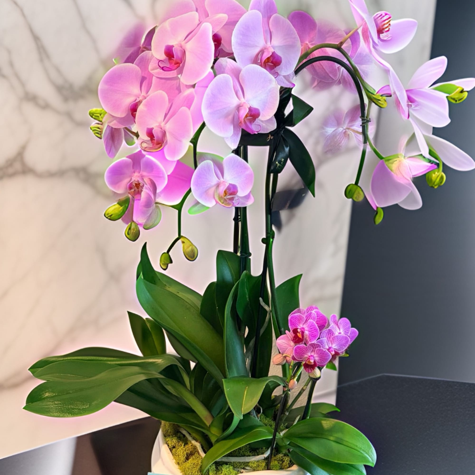 Pink and lavender orchids arranged in a white pot.
