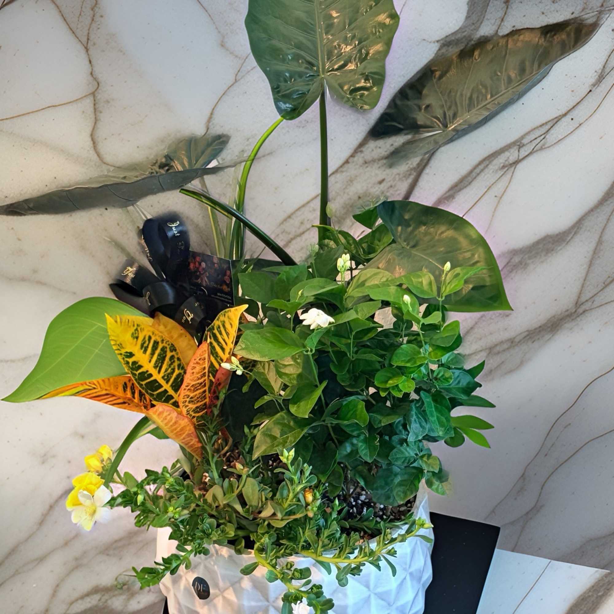 Potted tropical plant arrangement with large glossy leaves and small white flowers