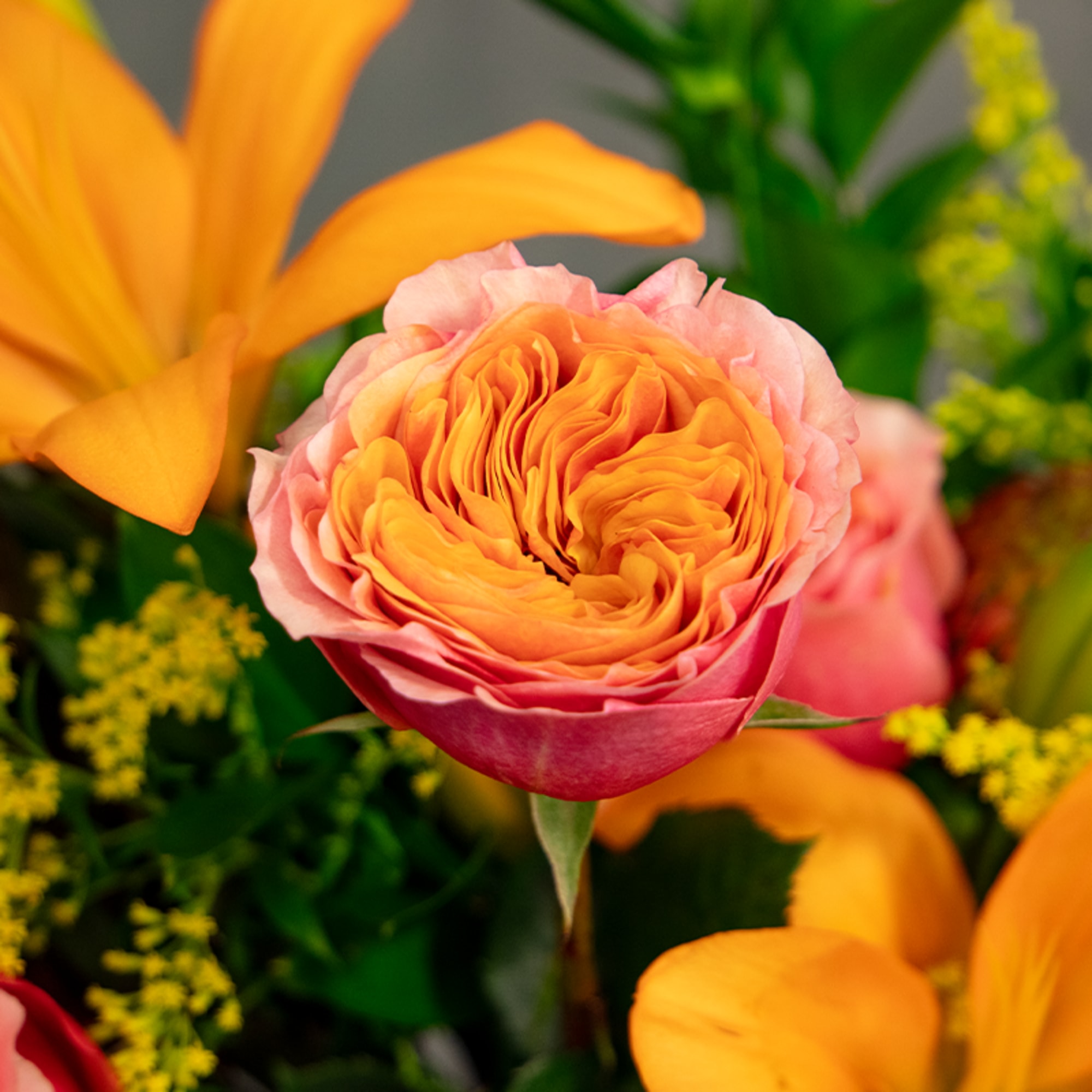 Close-up of a pink and orange rose surrounded by orange lilies