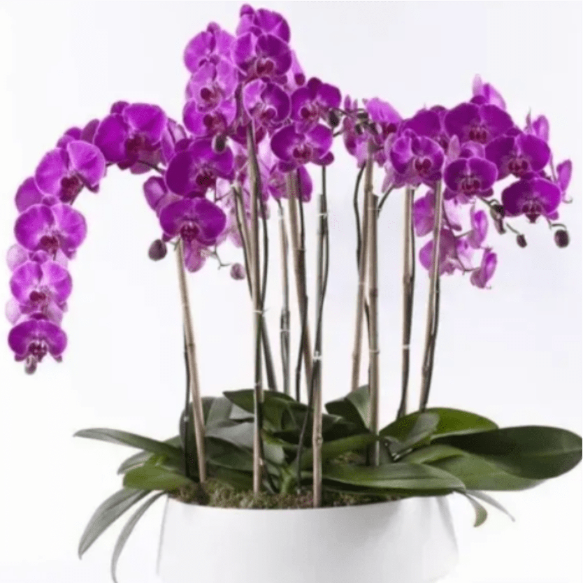 Purple orchids in a white pot