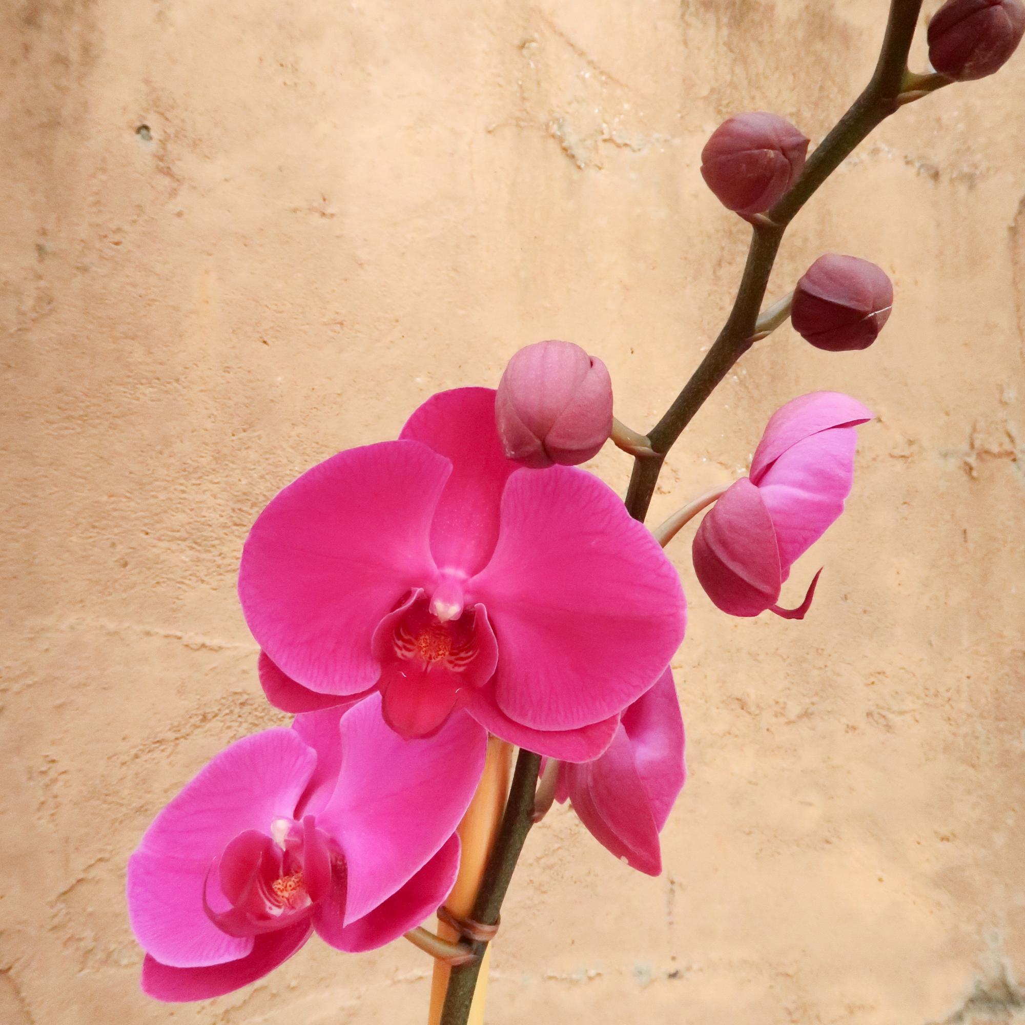 Pink orchid blooms on a single stem against a beige wall