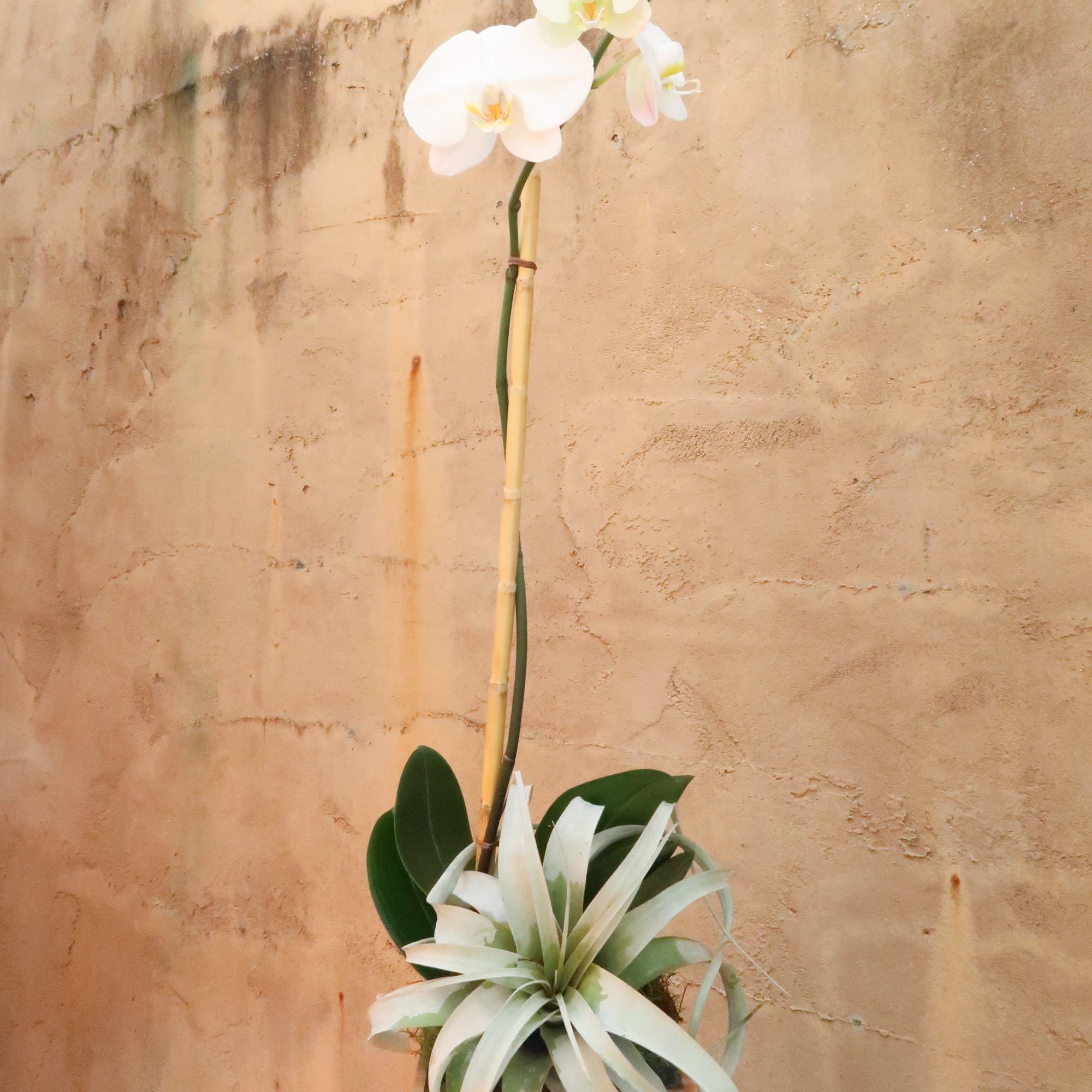 White orchid in a wooden container with a small air plant