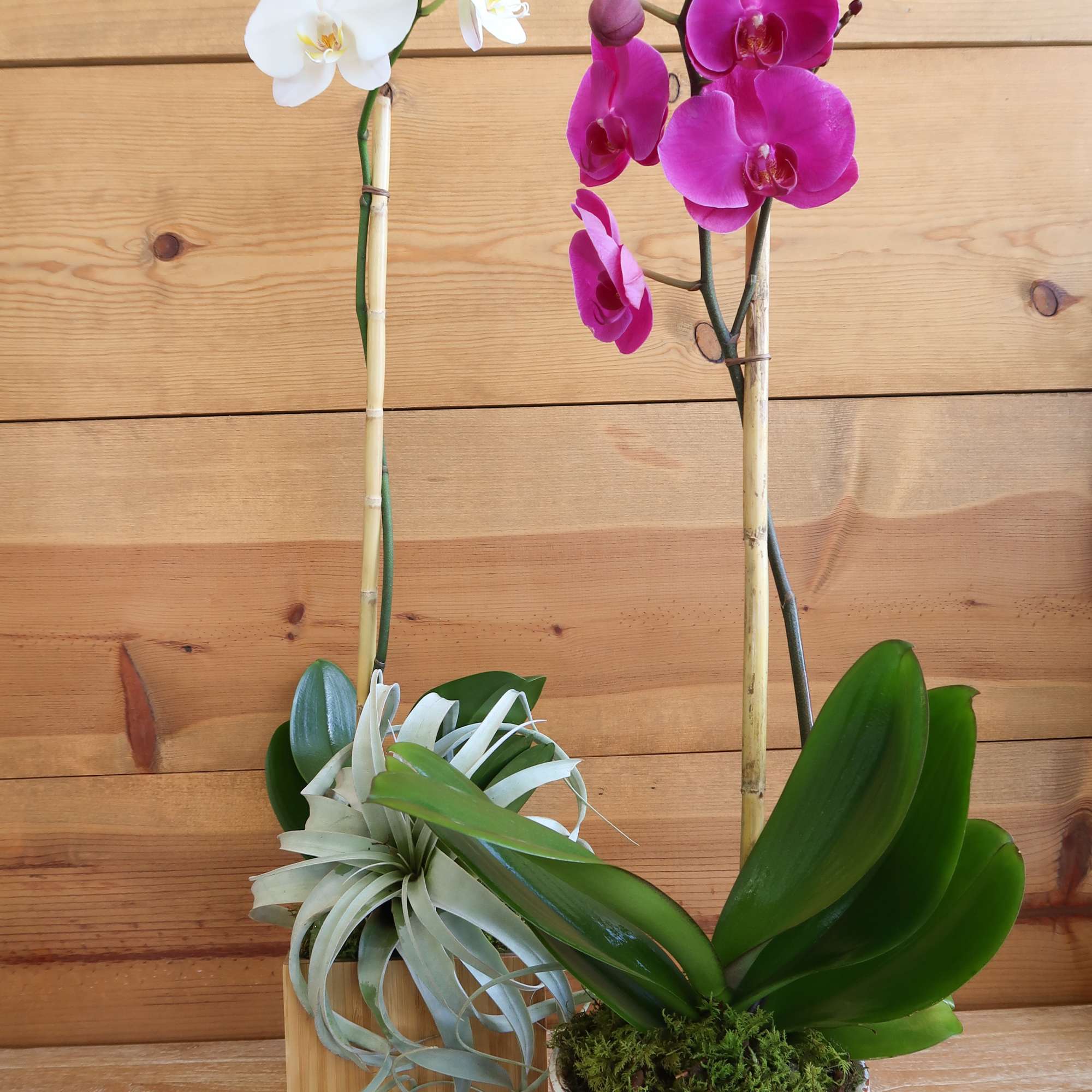 Two potted orchid plants with white and magenta blooms on a wooden surface