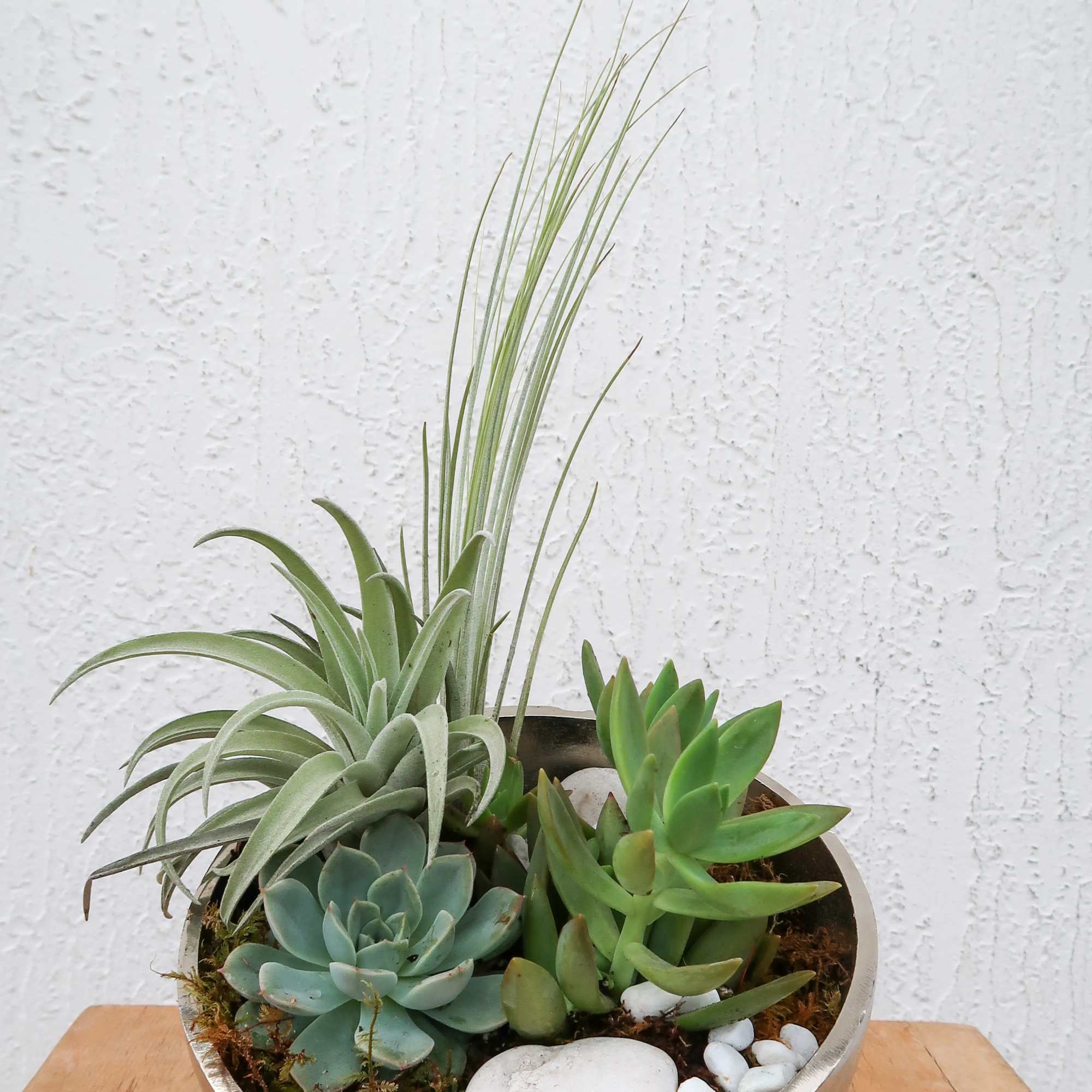 Succulent arrangement in a round metal bowl with white stones