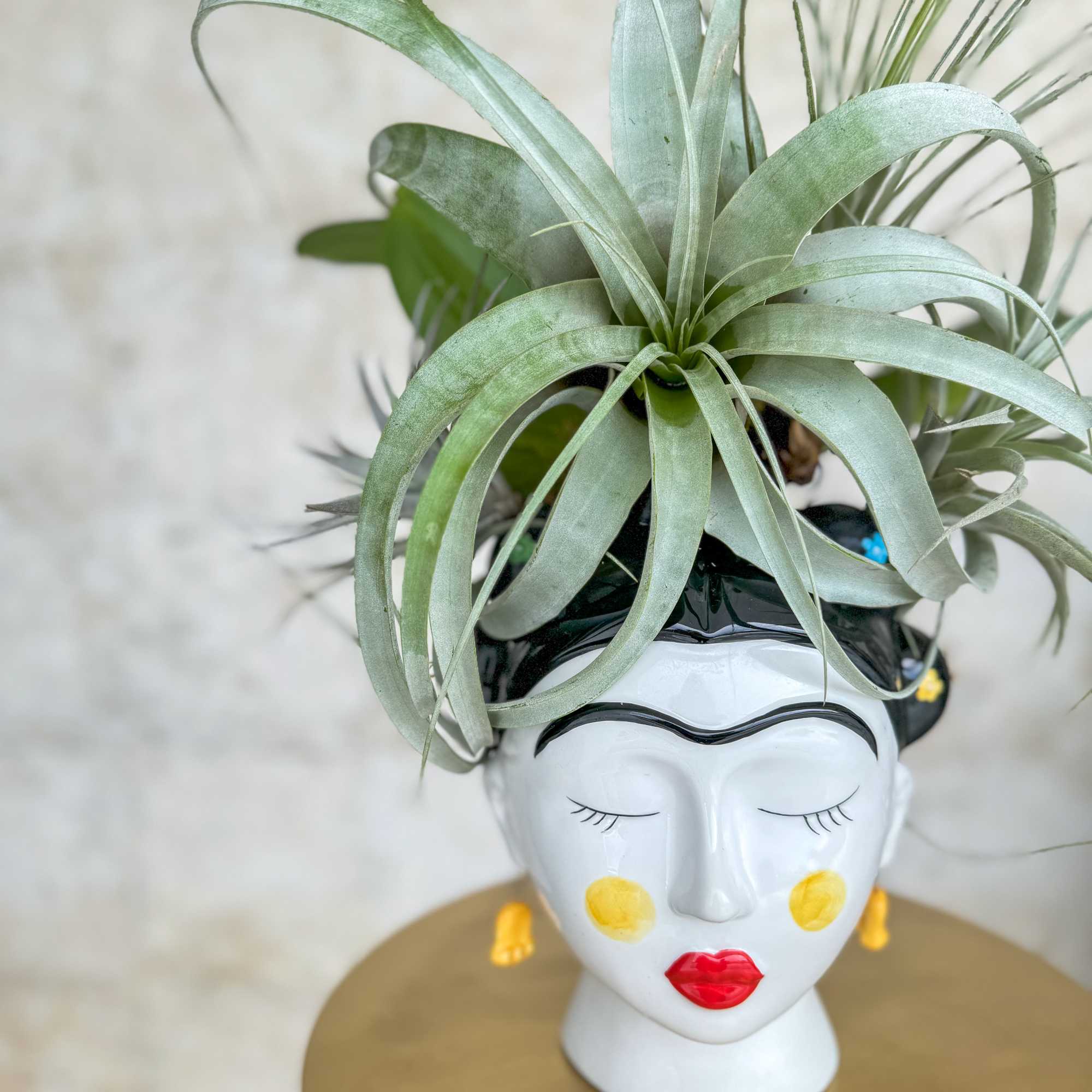 Potted air plant arrangement in a decorative face-shaped ceramic planter