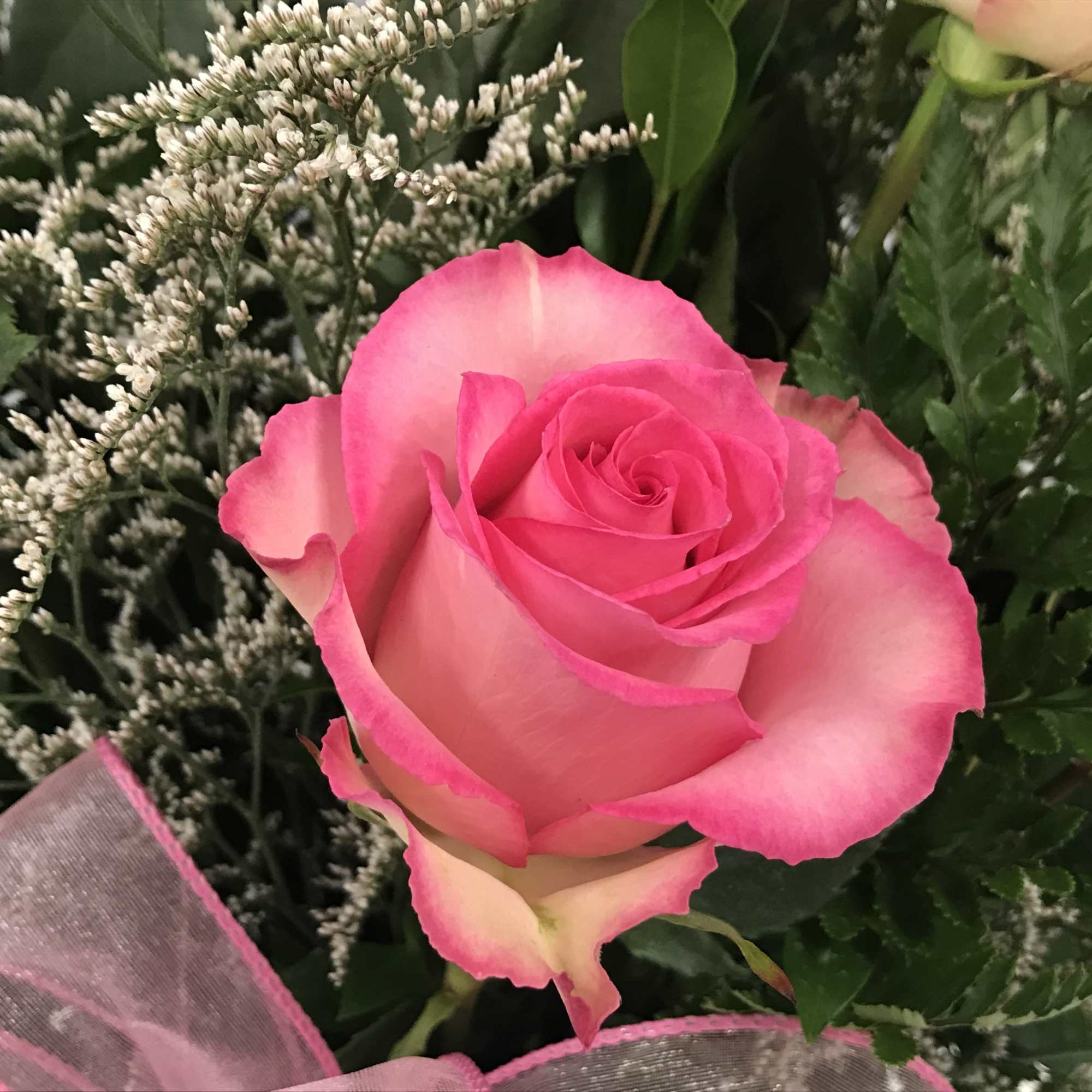 Close-up of a pink-and-white rose with greenery