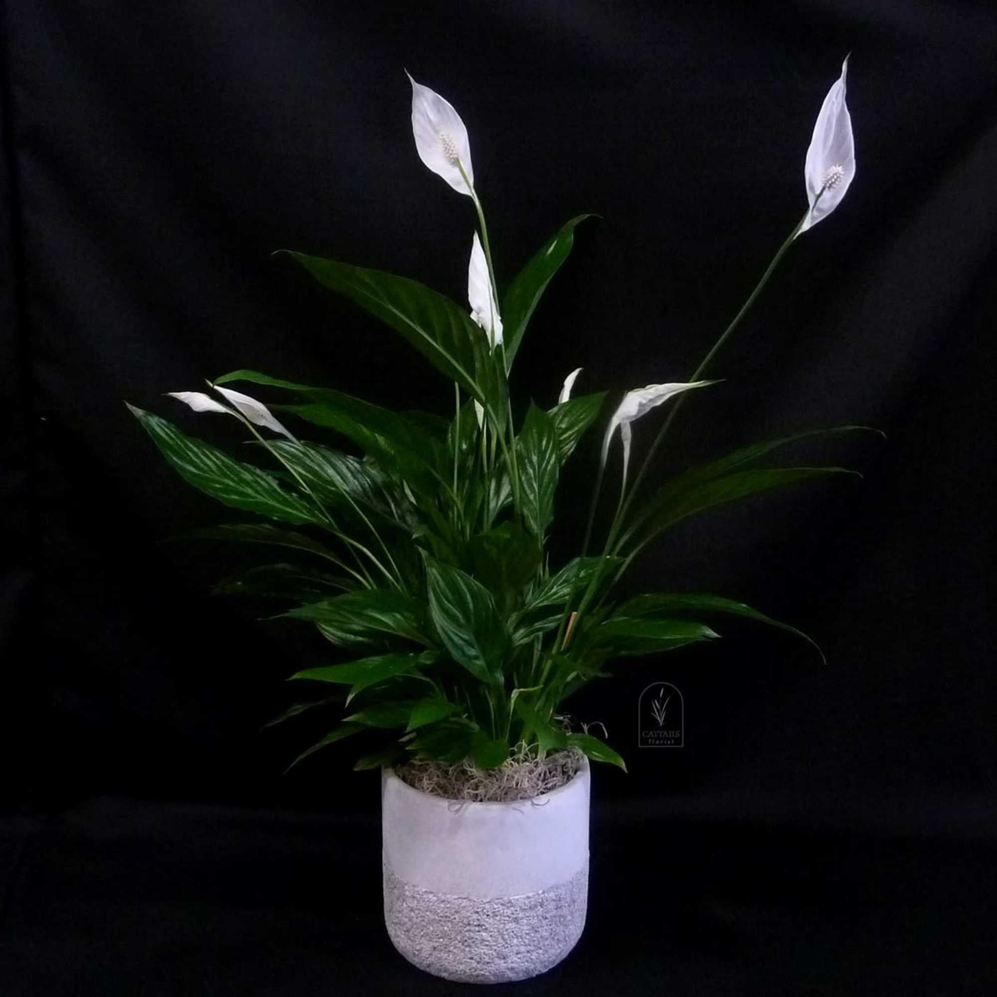 The Peace Lily is a timeless plant featuring lush, deep green leaves, photo 2 of 2