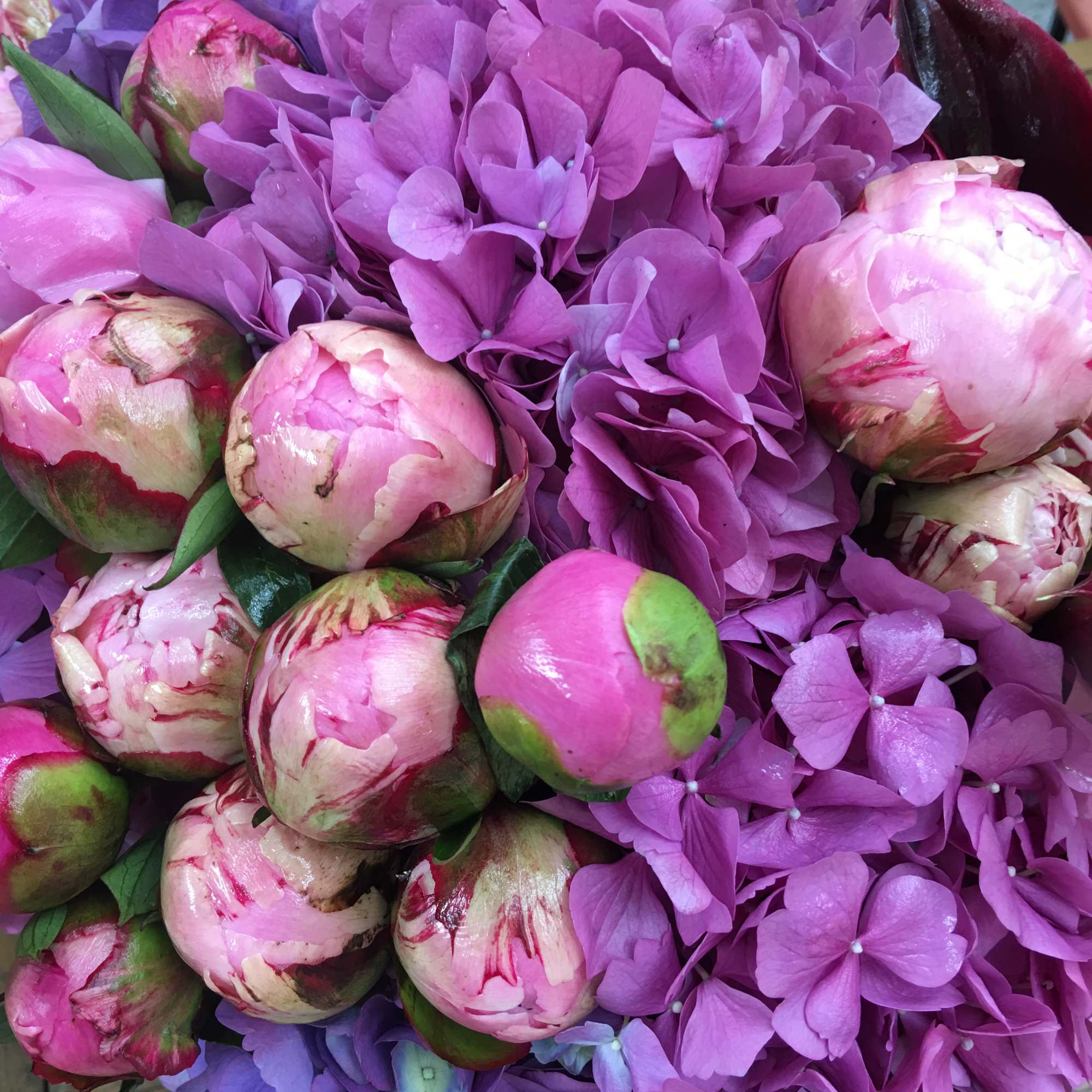 Bouquet of pink peonies and purple hydrangeas