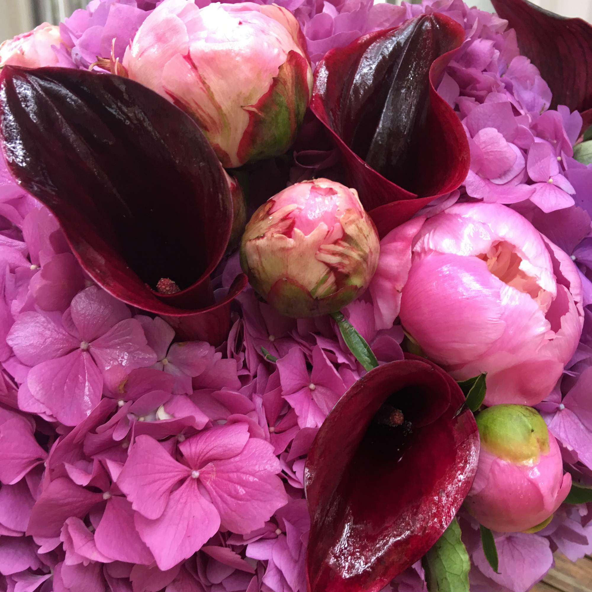 Pink hydrangea bouquet with dark burgundy calla lilies and peony buds