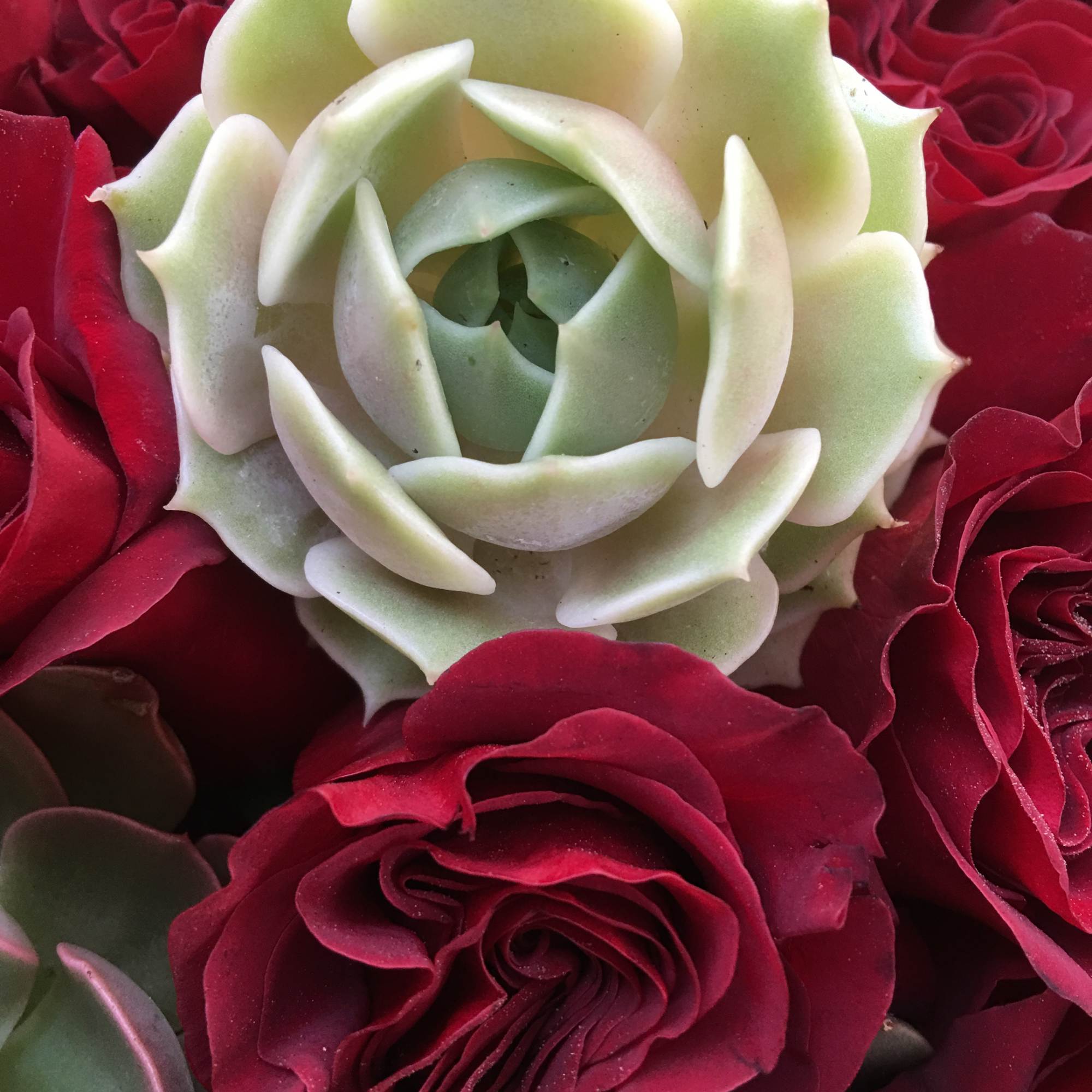 Red roses (or your color selection)
In a paved style mix with beautiful, photo 5 of 5