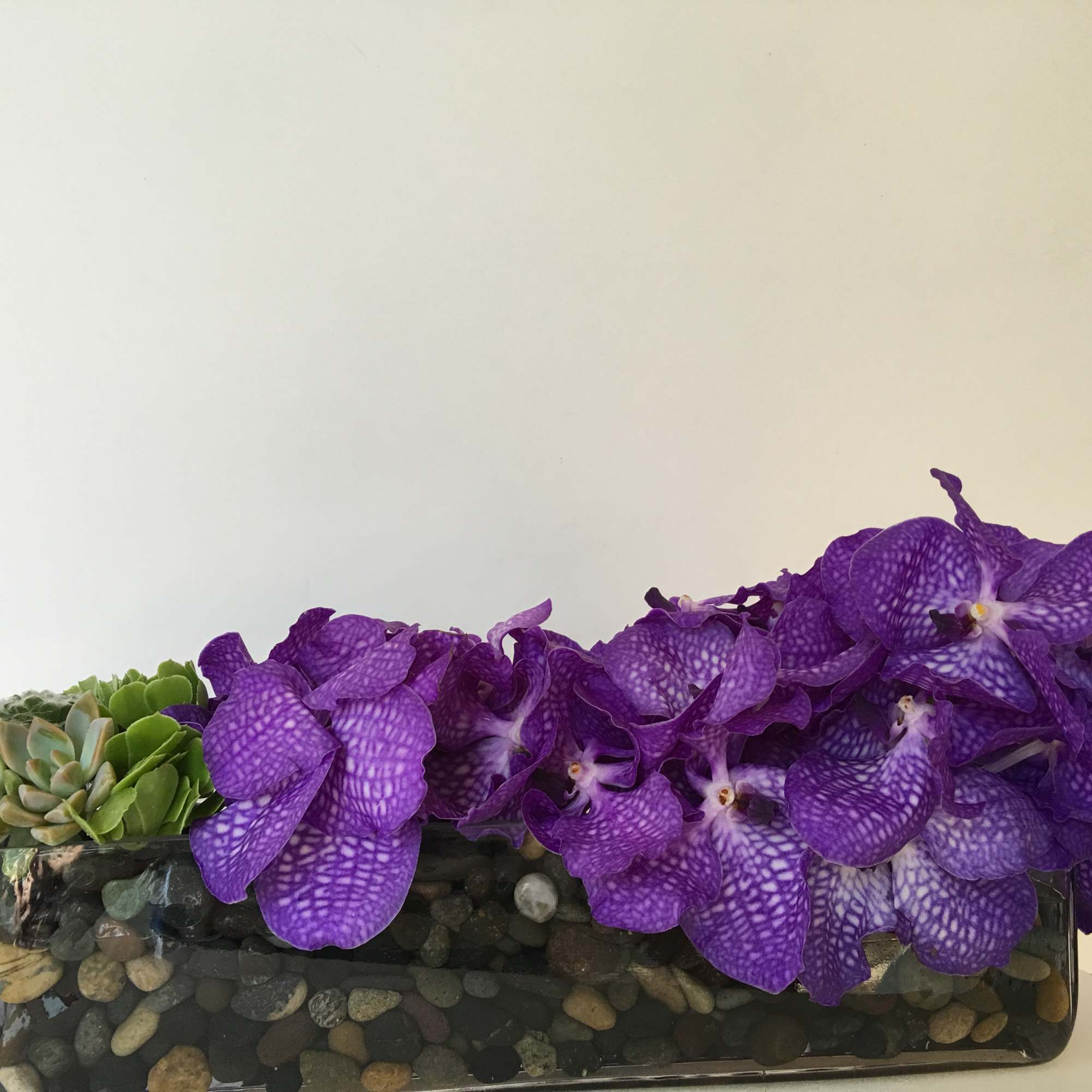 Purple orchids and succulents in a rectangular glass planter
