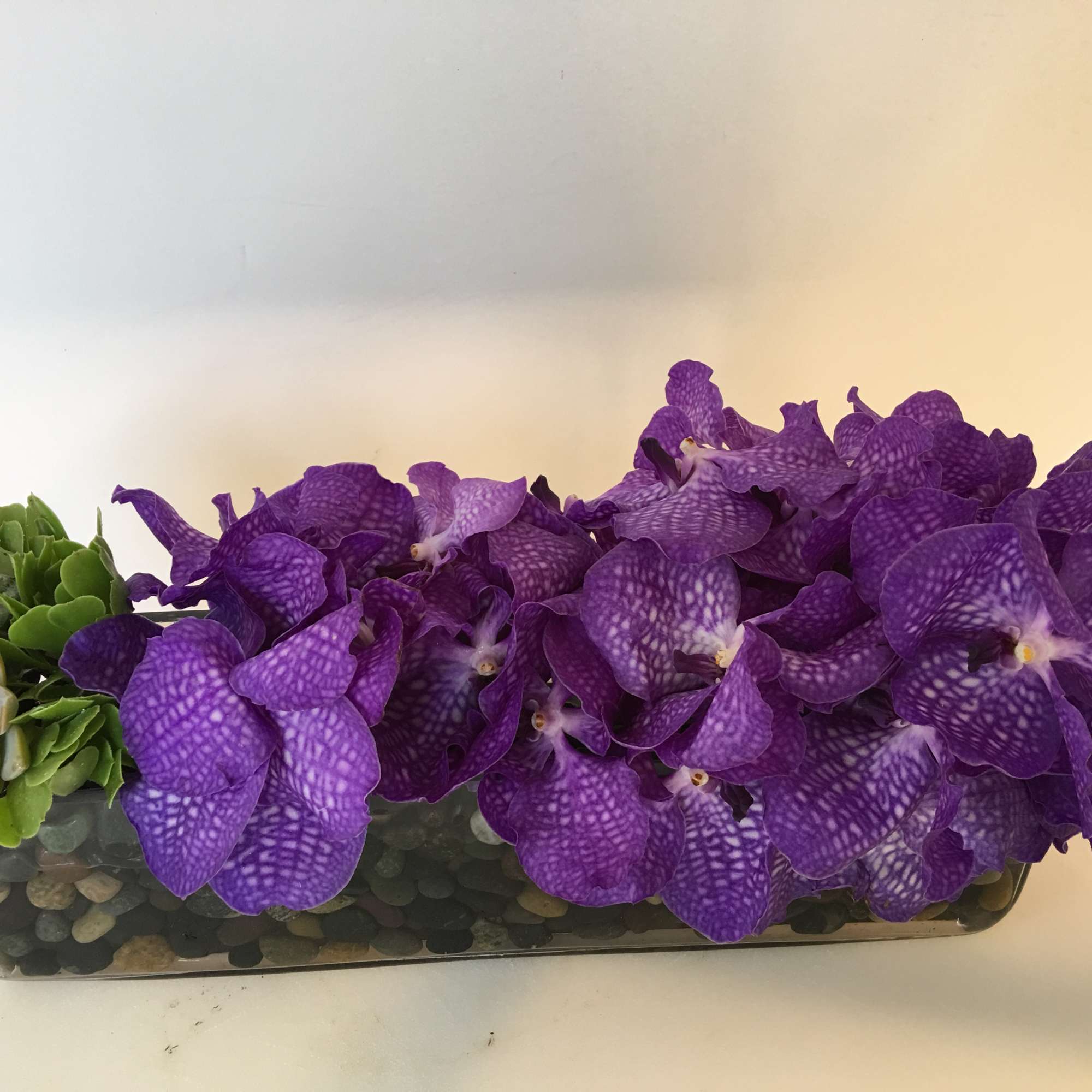 Purple orchid blooms arranged with succulents in a rectangular glass container