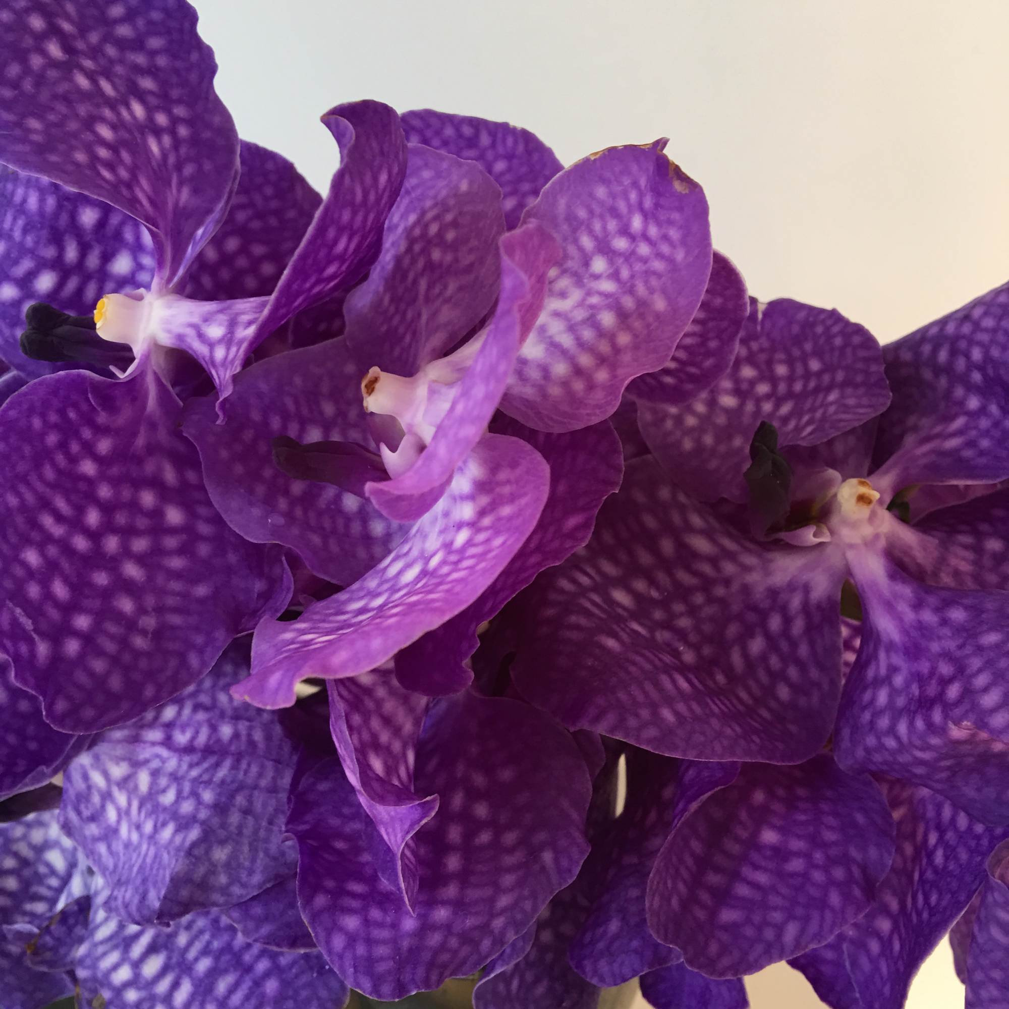 Close-up of purple orchids with speckled petals