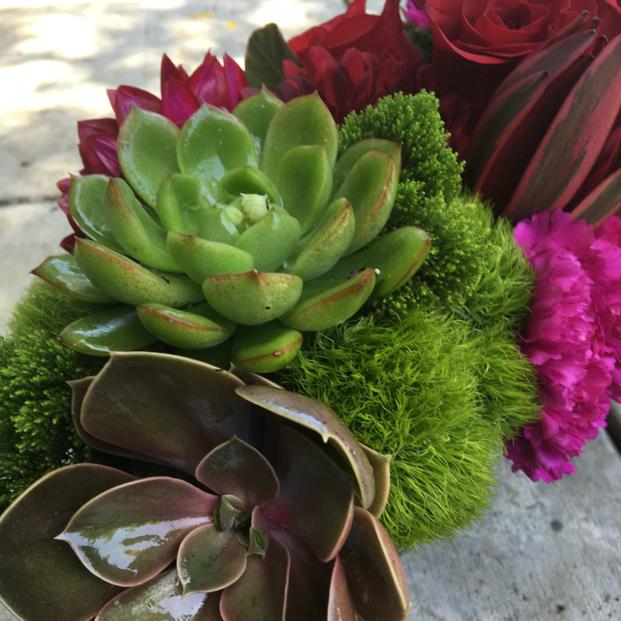Succulent arrangement with bright green and burgundy rosettes