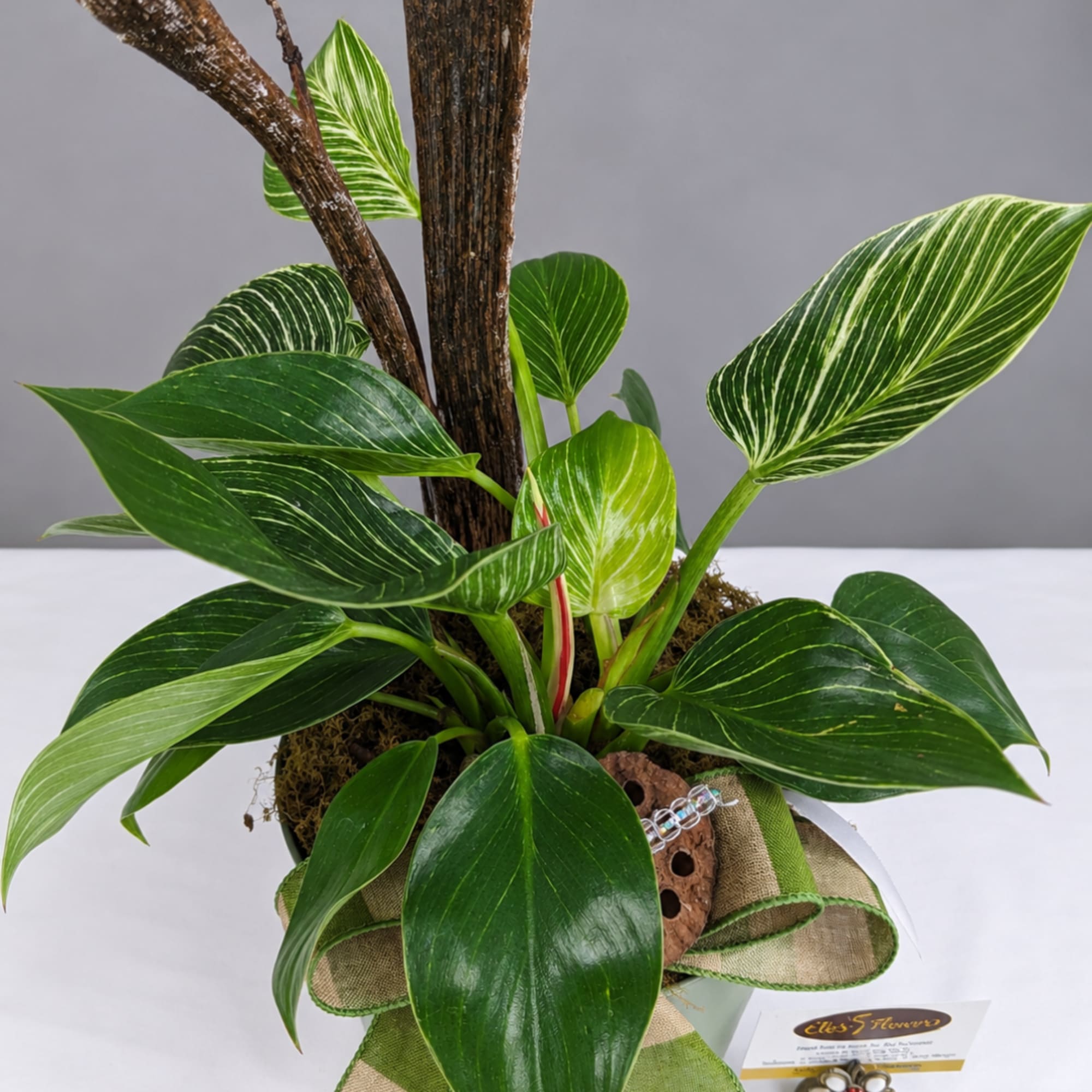 Potted tropical plant with striped green leaves and a burlap bow