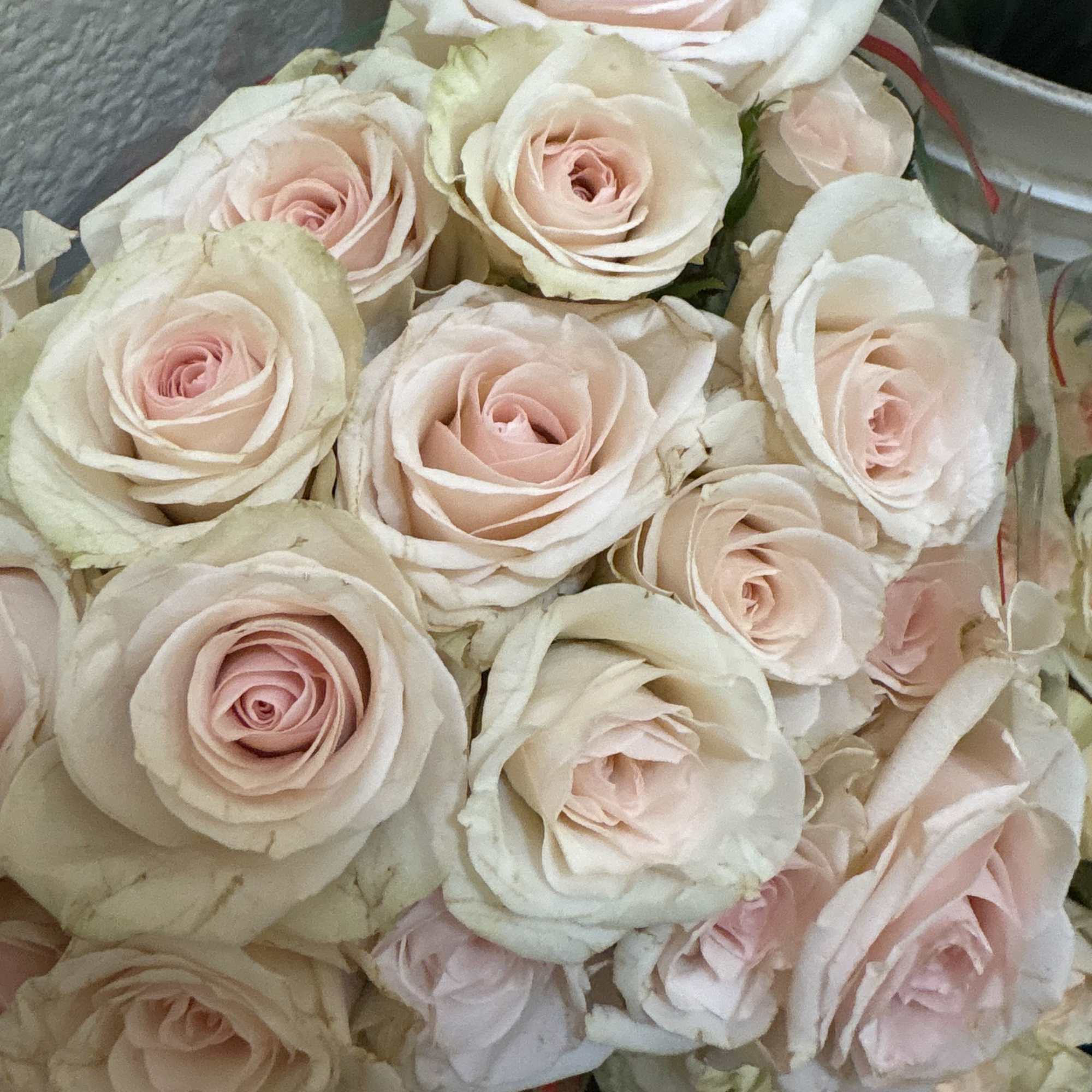 Spray roses with Wax Flower Filler or Babies Breath
Spray Roses available: pink, photo 4 of 4