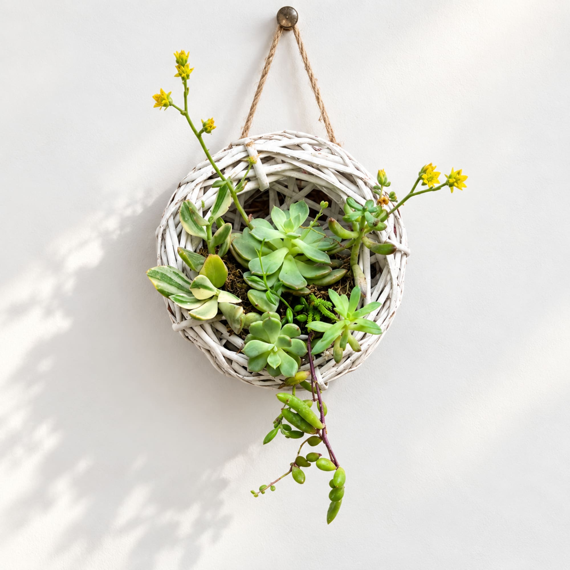 Hanging wicker planter with assorted succulents and small yellow flowers