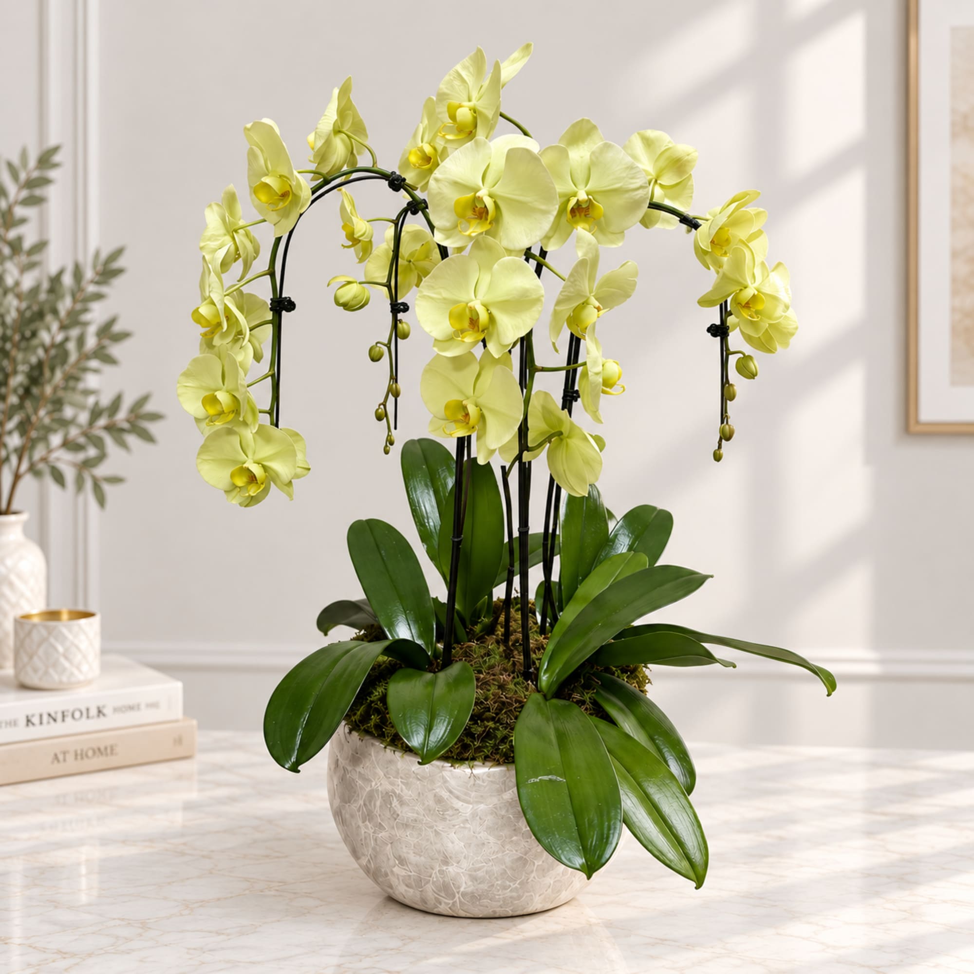 Yellow orchid plant in a white ceramic pot