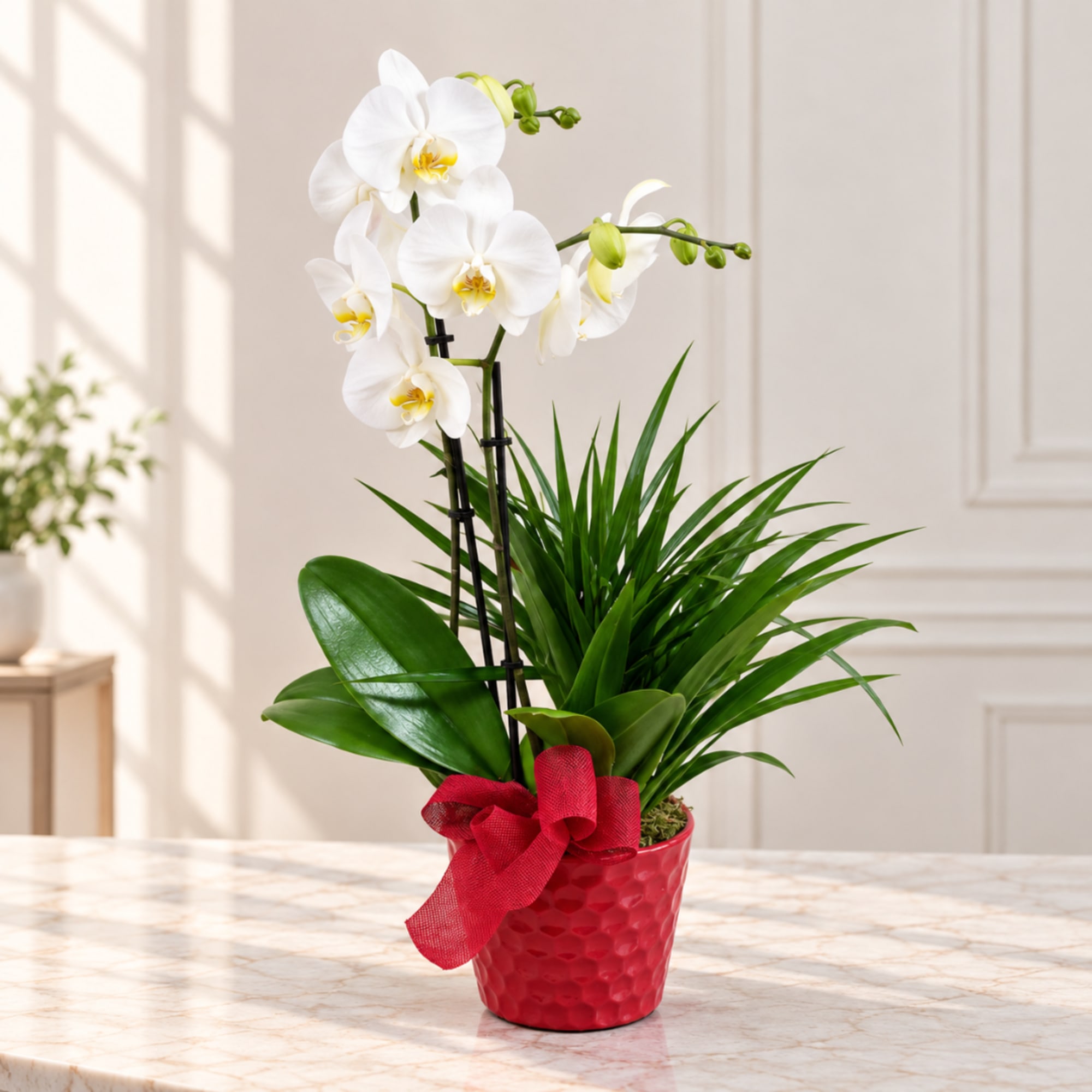 White orchid plant in a red pot with a bow