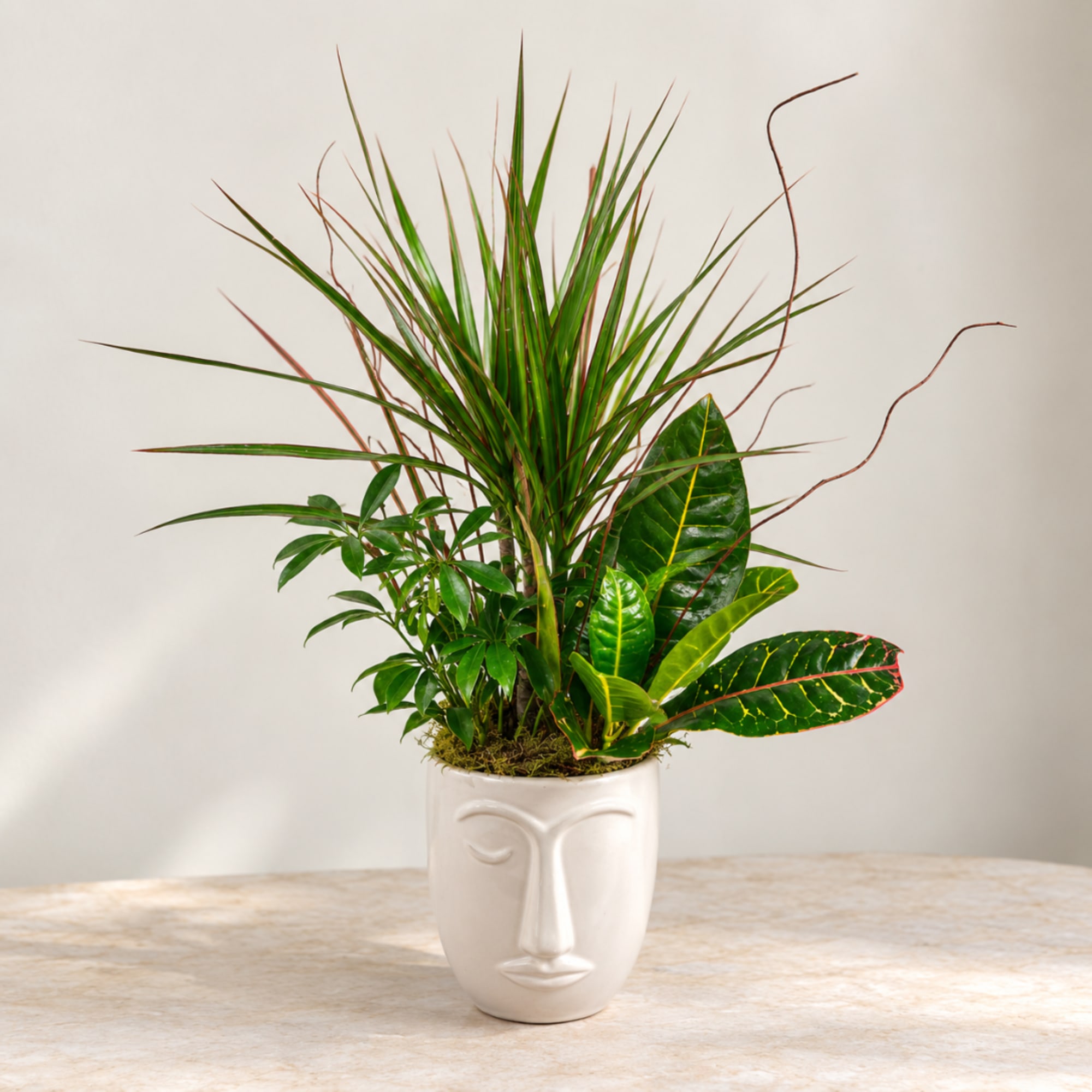 Potted green houseplant in a white face-shaped ceramic planter