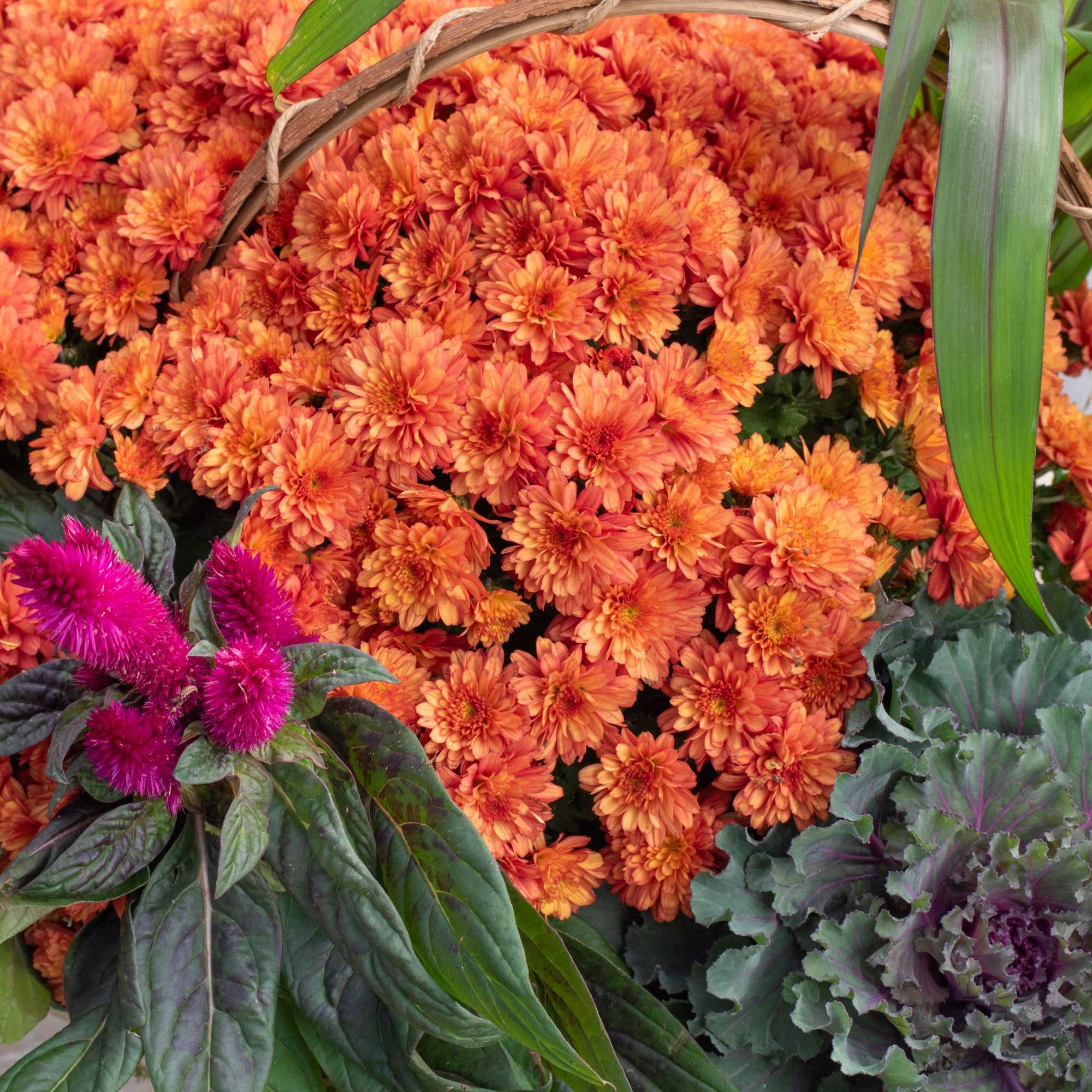 Orange chrysanthemum arrangement with magenta accent flowers and ornamental kale