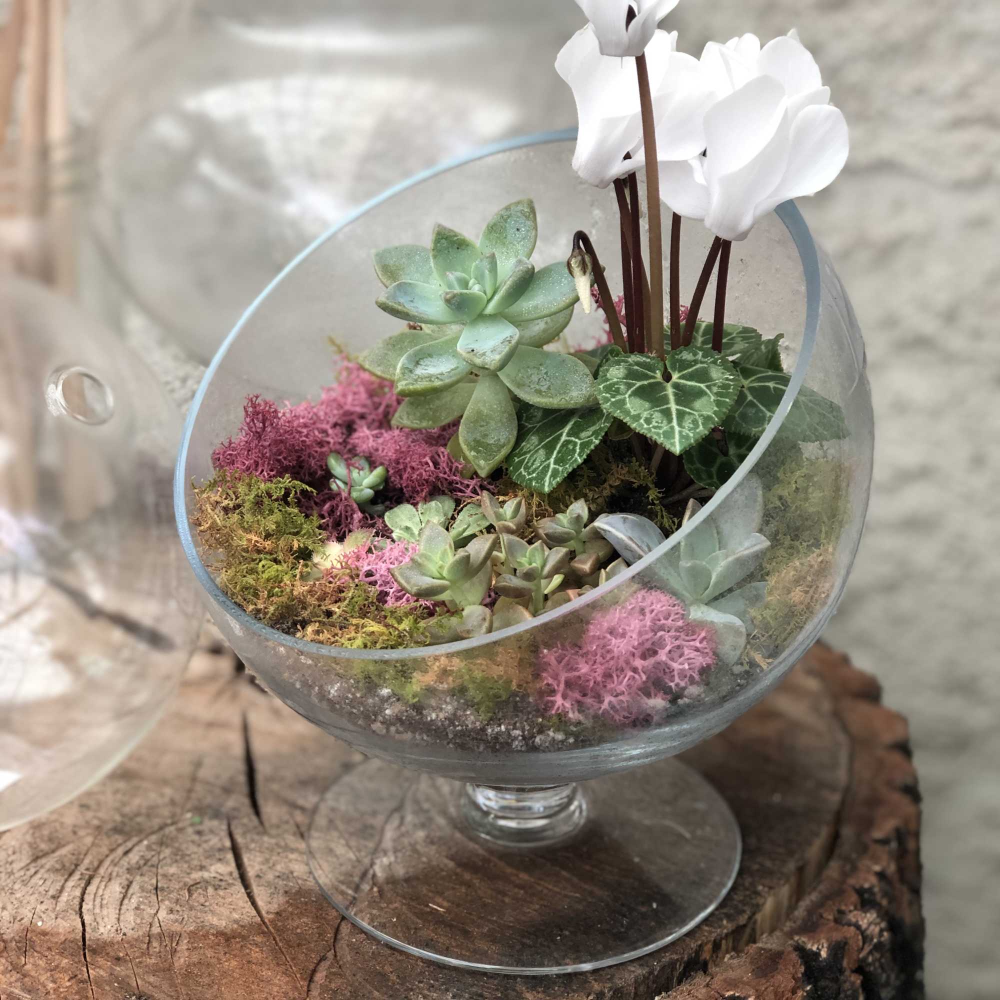 Succulent terrarium in a glass bowl with white cyclamen flowers