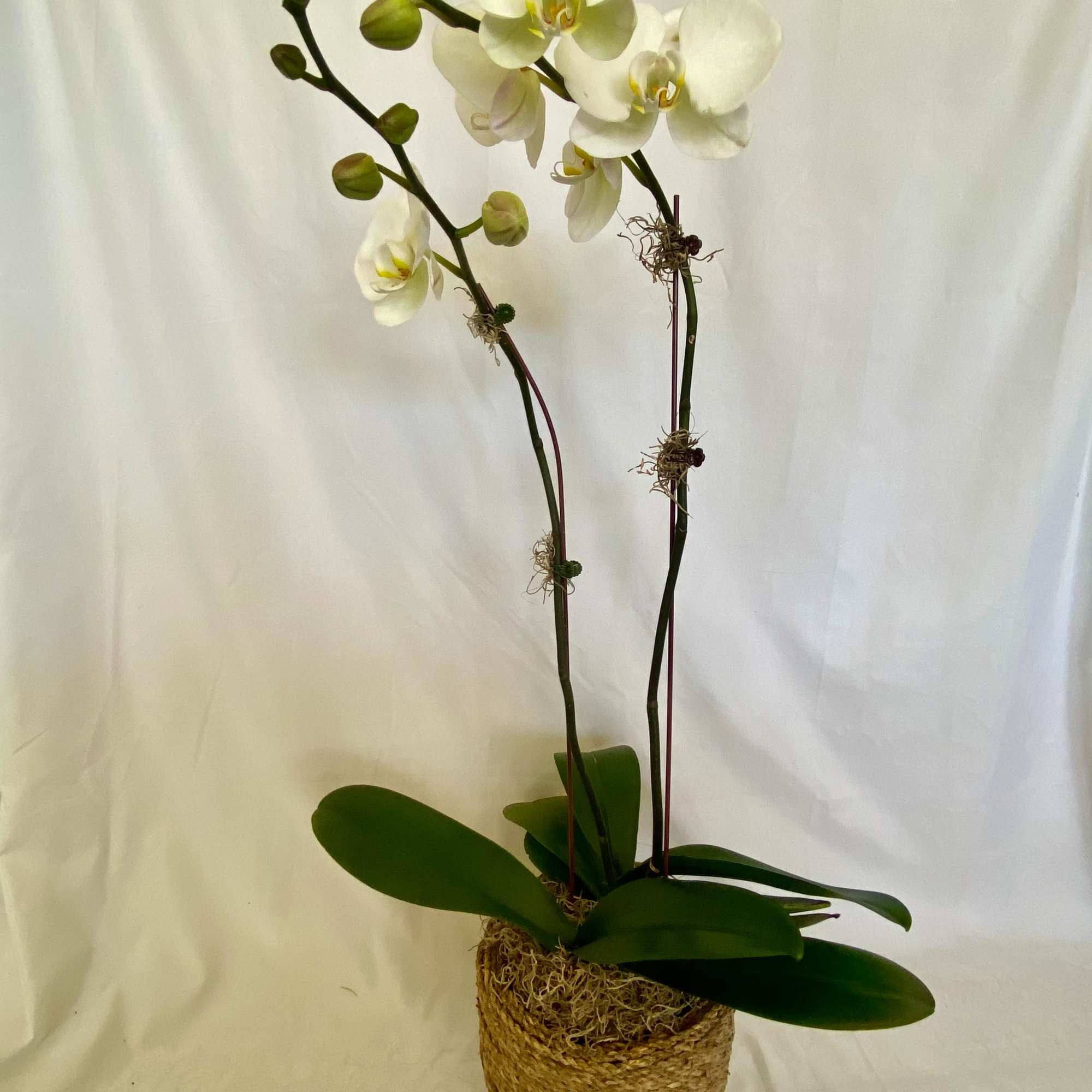 White orchid plant in a woven basket pot