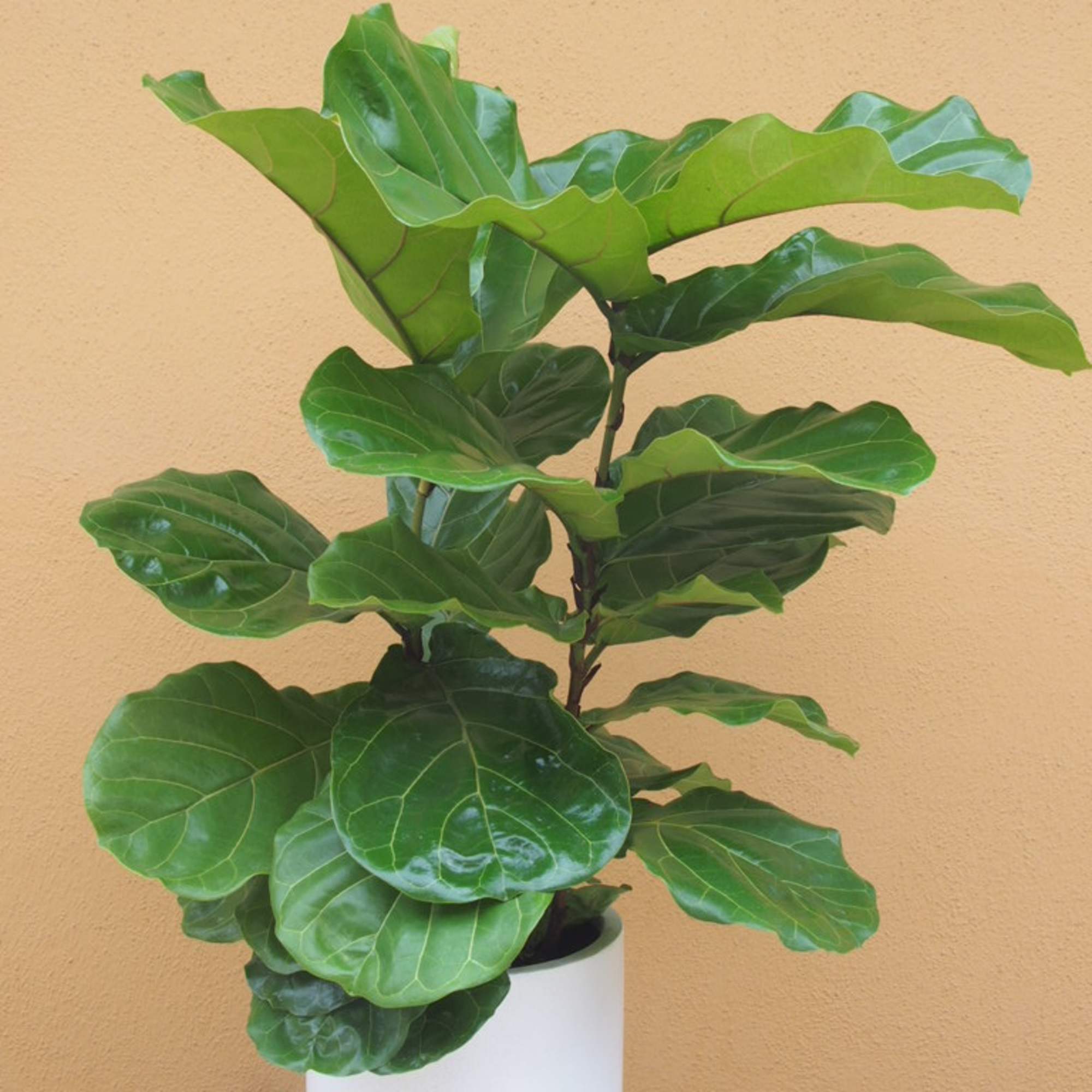 Fiddle Leaf Fig planted in a white ceramic containr 12' high 10", photo 2 of 2