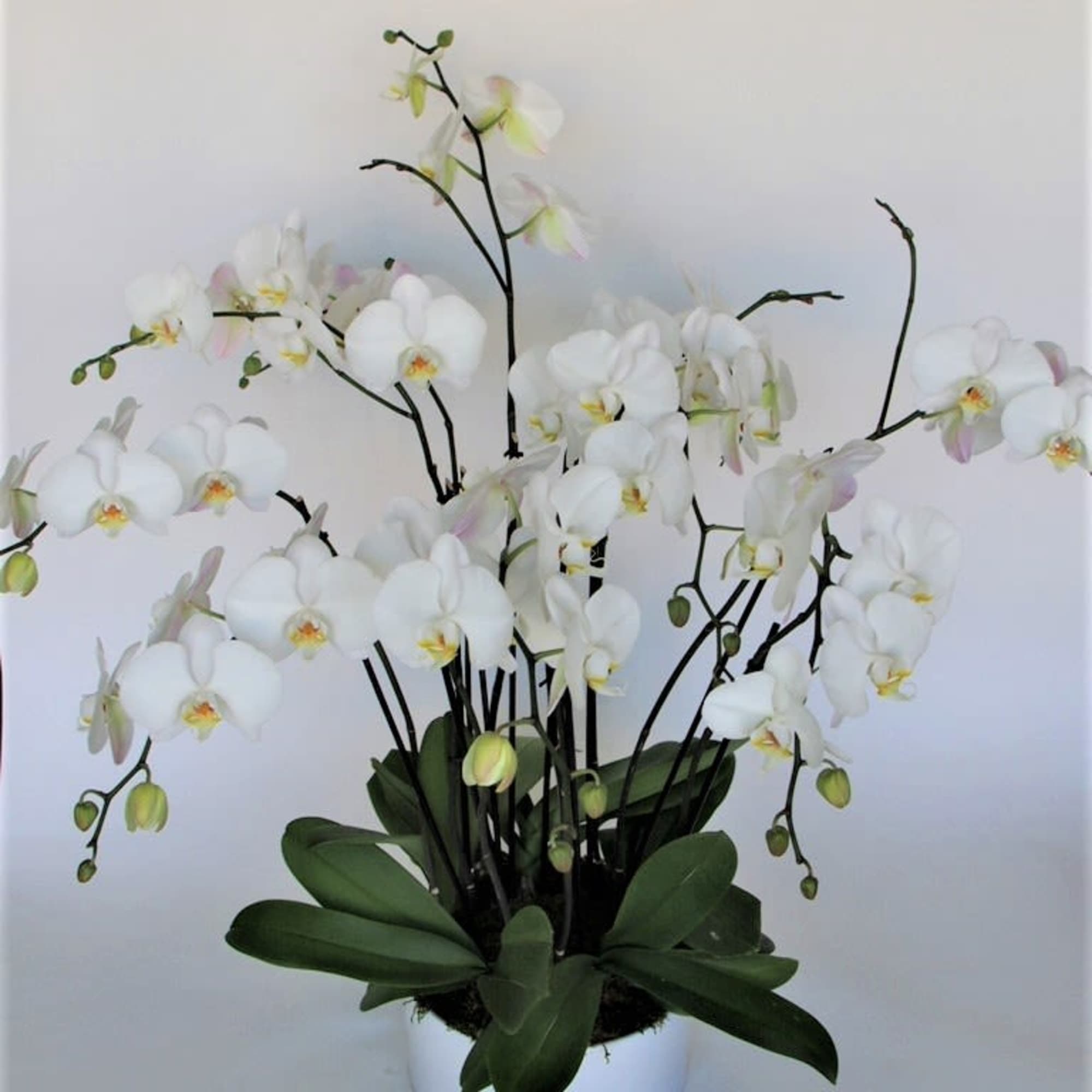 White orchid arrangement in a white pot