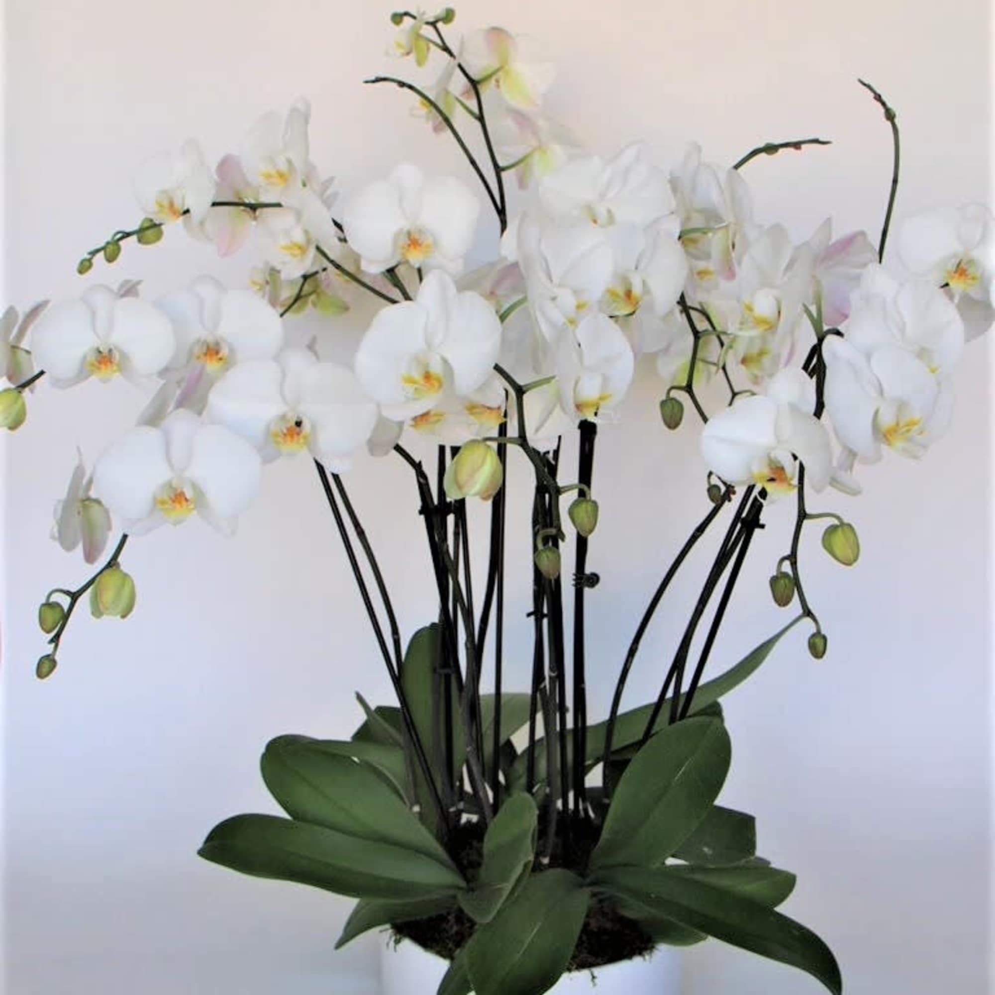 10 stems of orchids in a large container (exact container might be