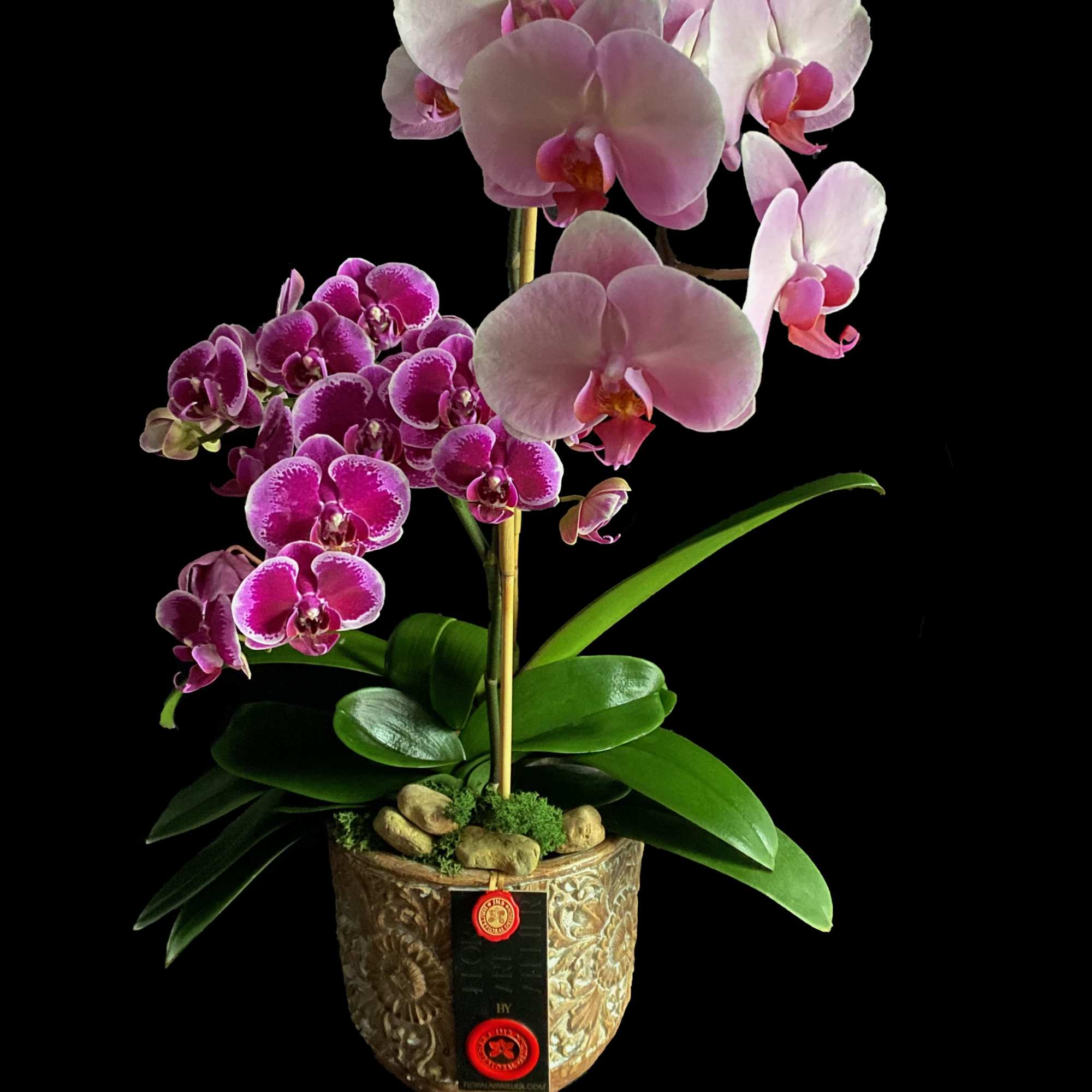 Pink orchids arranged in a decorative gold pot