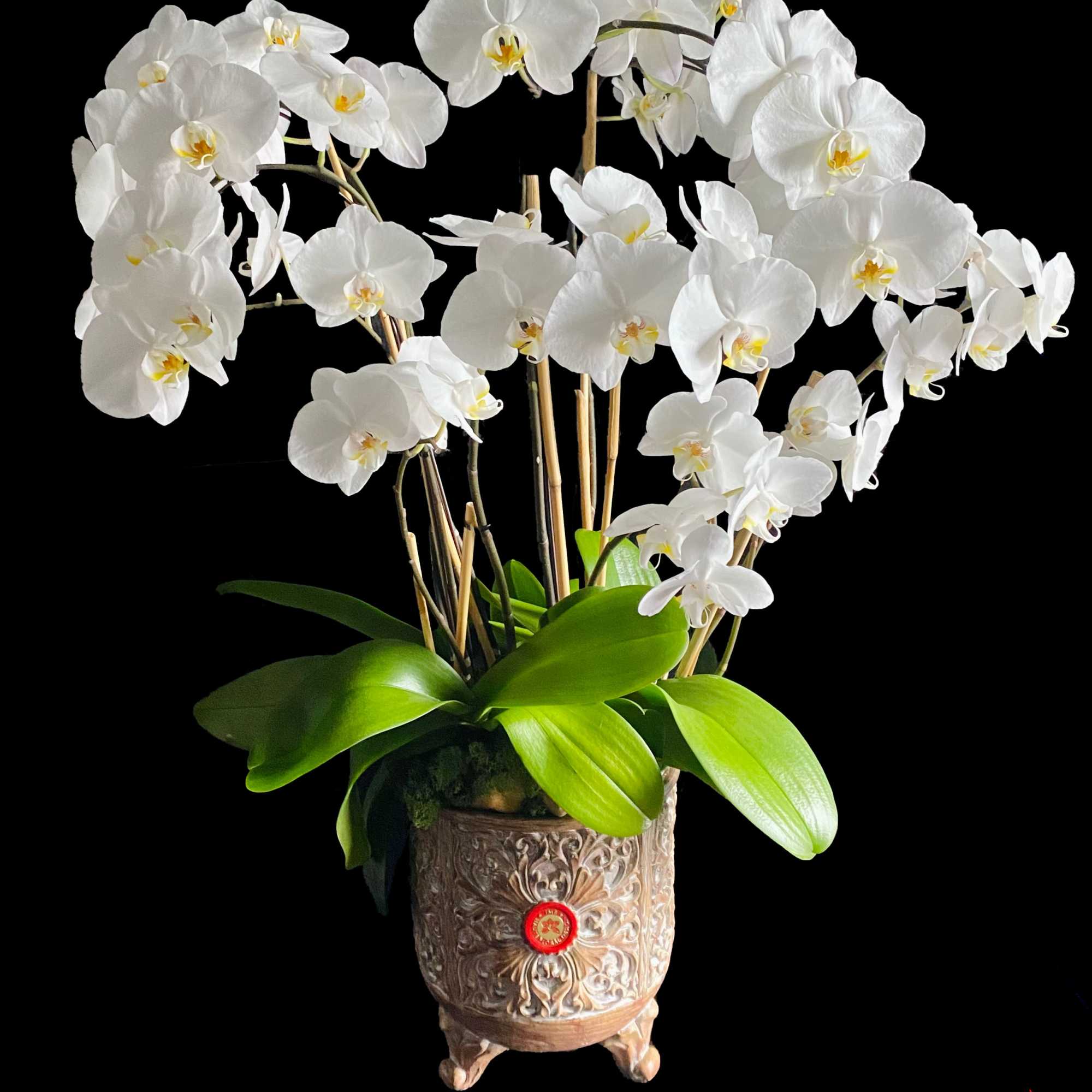 White orchid arrangement in an ornate decorative pot