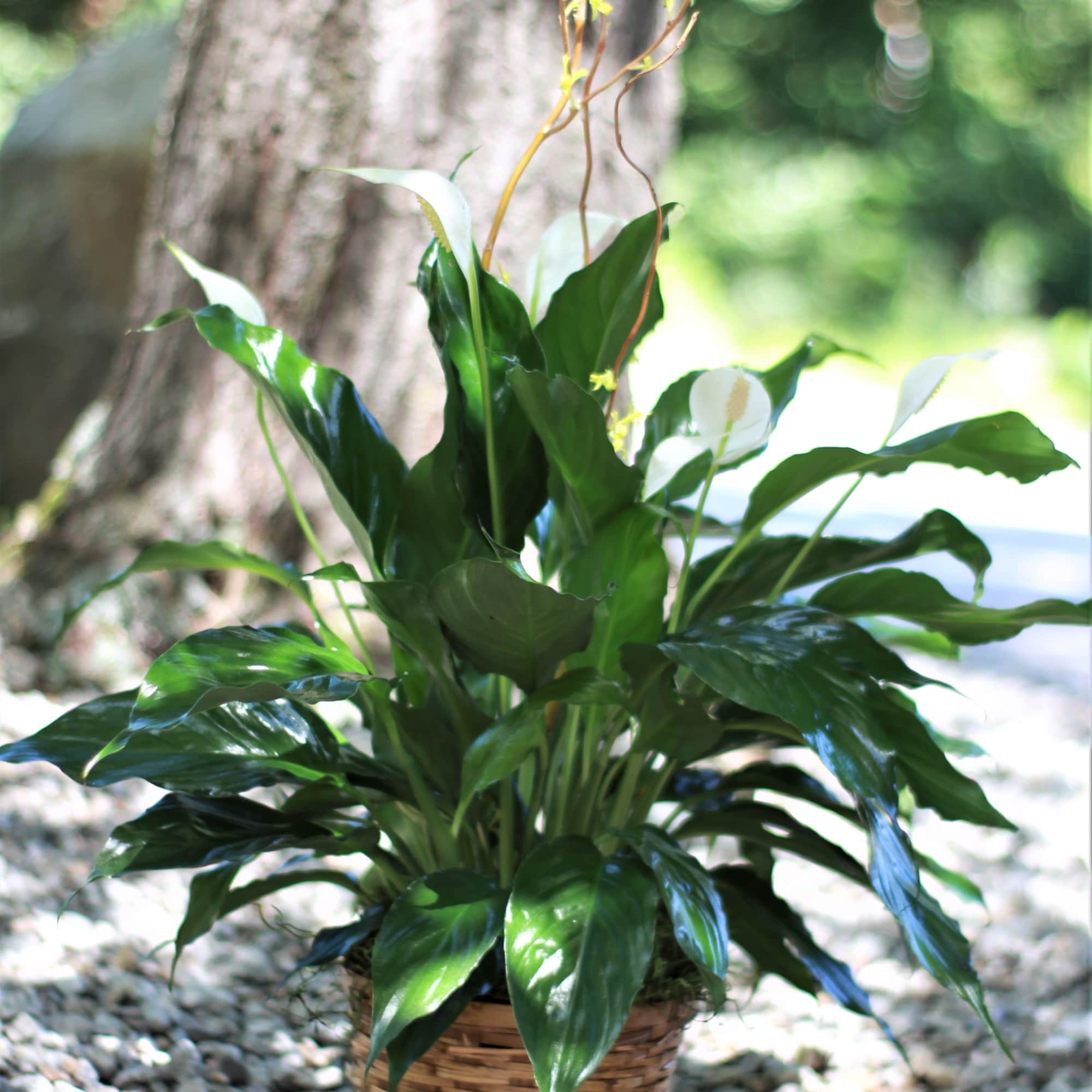Potted peace lily plant with glossy green leaves and white blooms in a woven basket