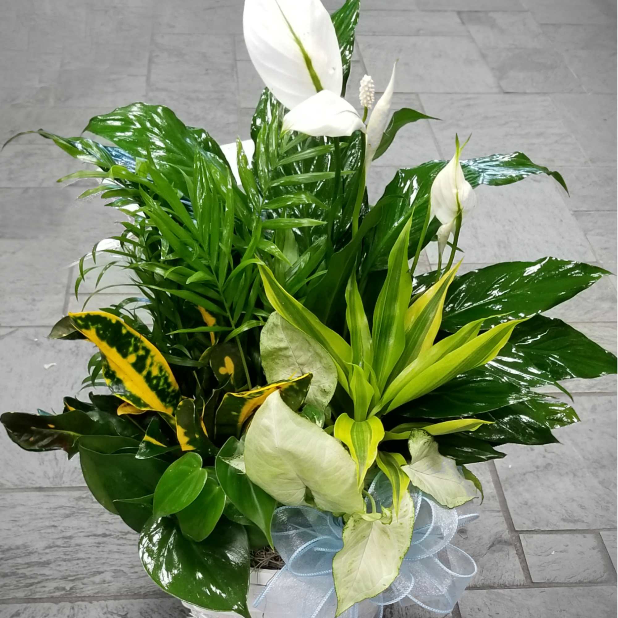 White peace lilies in a white basket with a pale blue ribbon