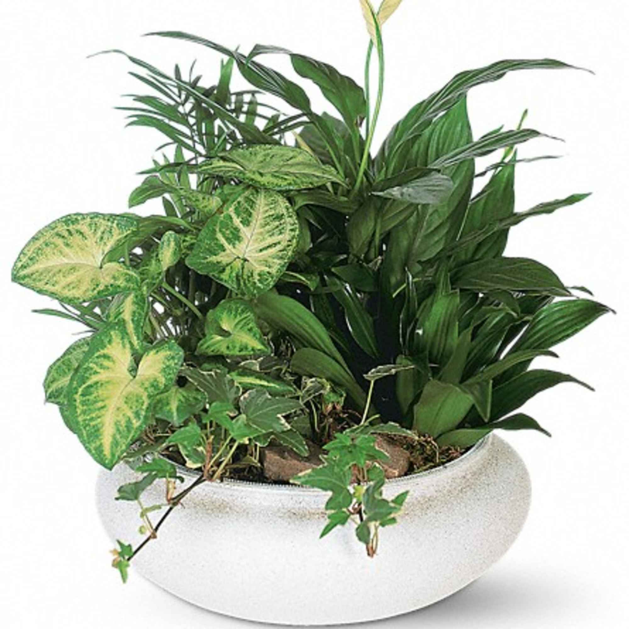 Mixed green houseplants in a white bowl planter