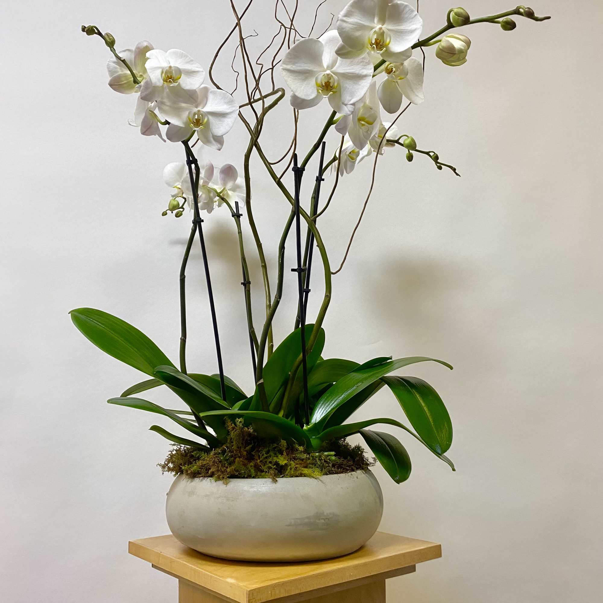 White orchids arranged in a low ceramic bowl on a wooden pedestal