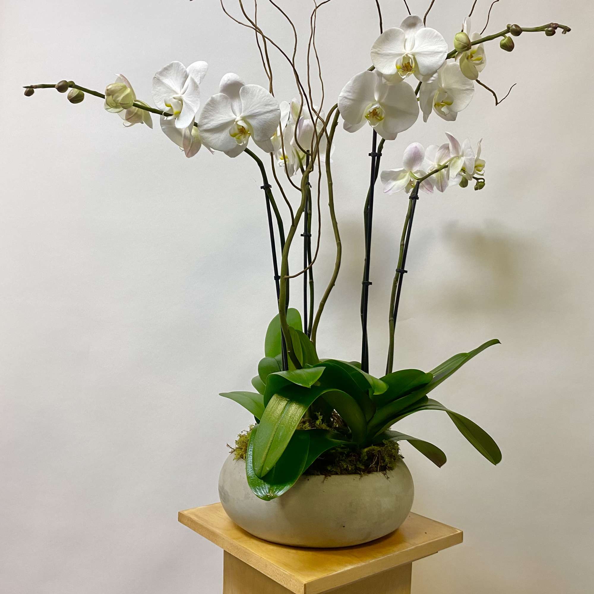 White orchids arranged in a round ceramic planter on a wooden stand