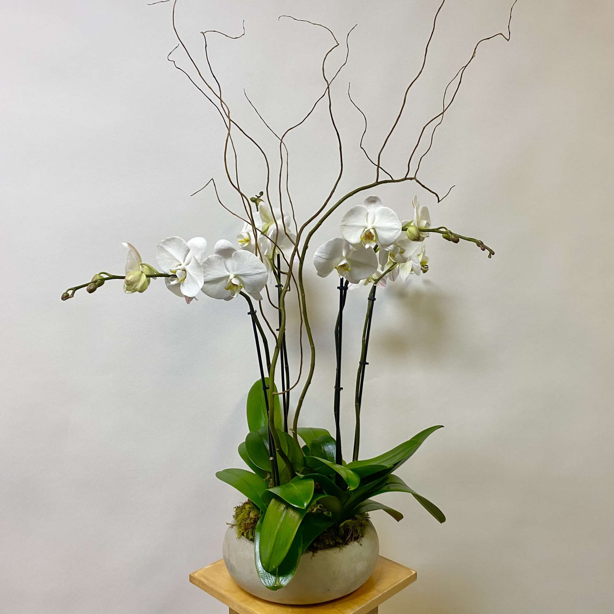 White orchids in a round ceramic planter with tall curly branches