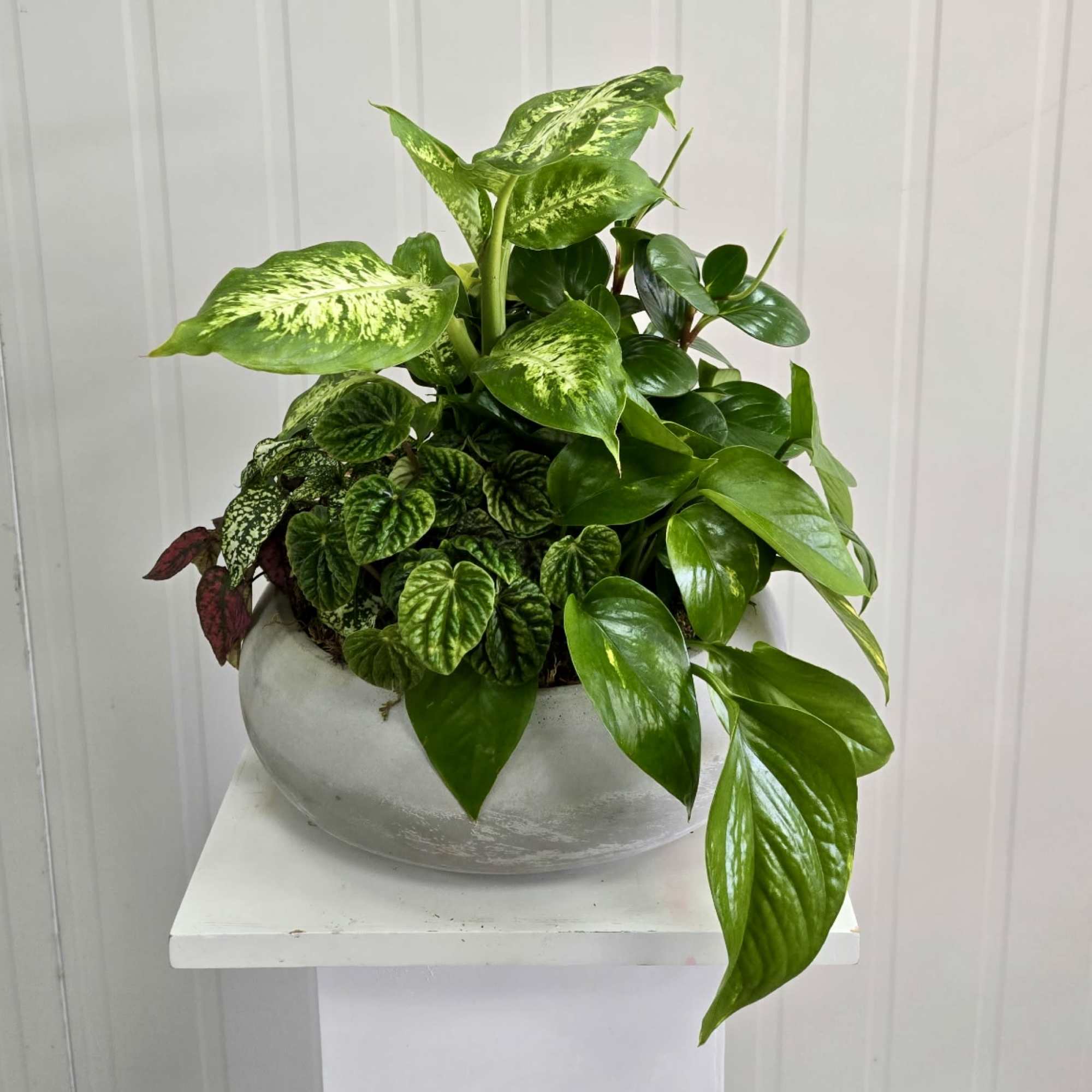 Mixed green houseplants in a round white planter