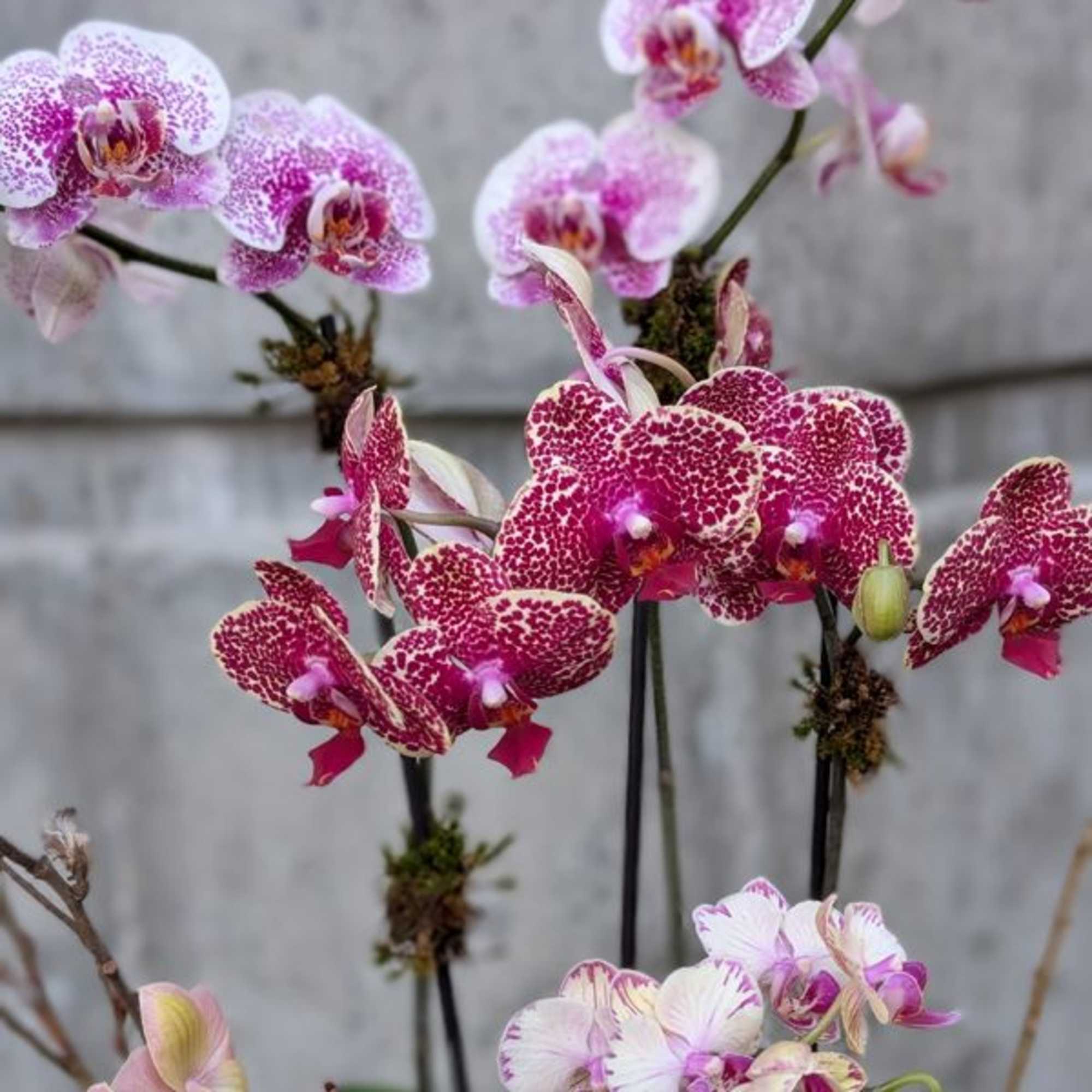 Pink and white spotted orchids on tall stems