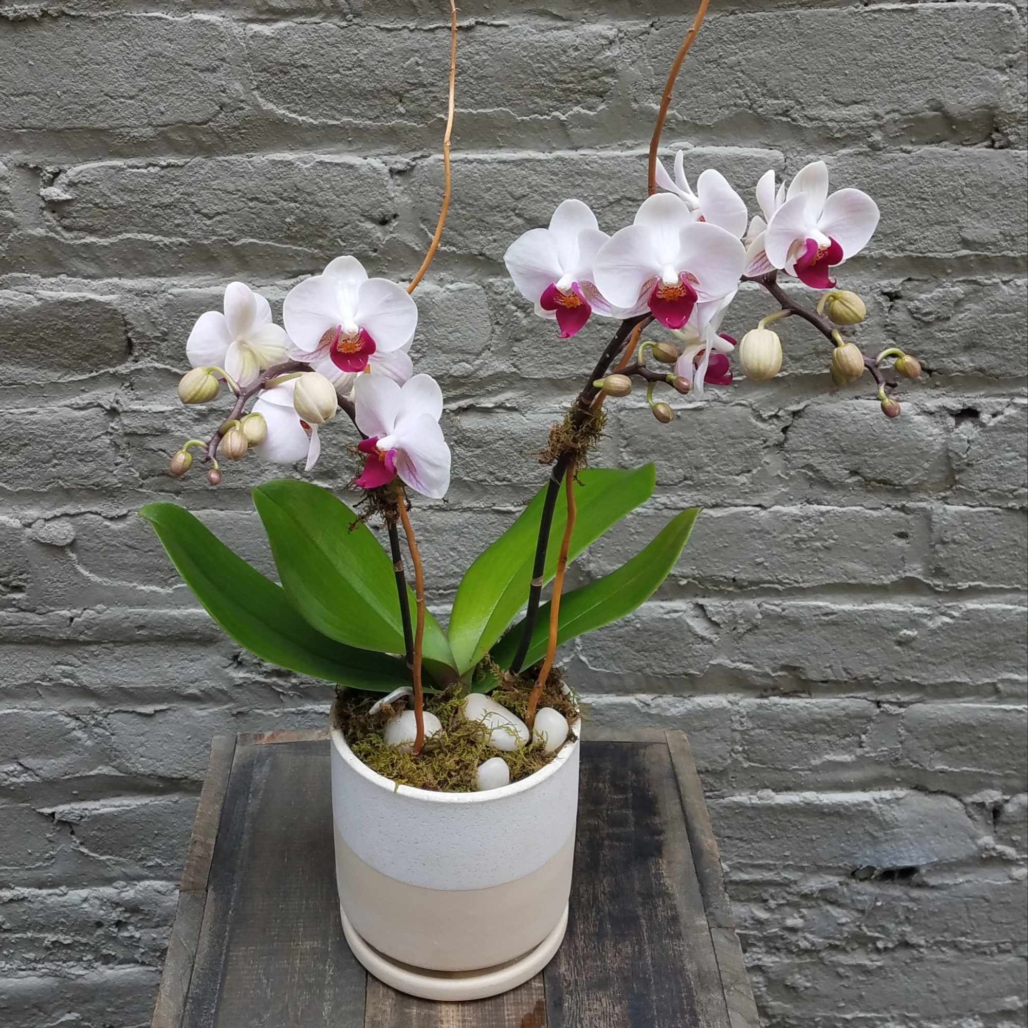 An attractive porcelain pot houses this live mini phalaenopsis orchid, which has