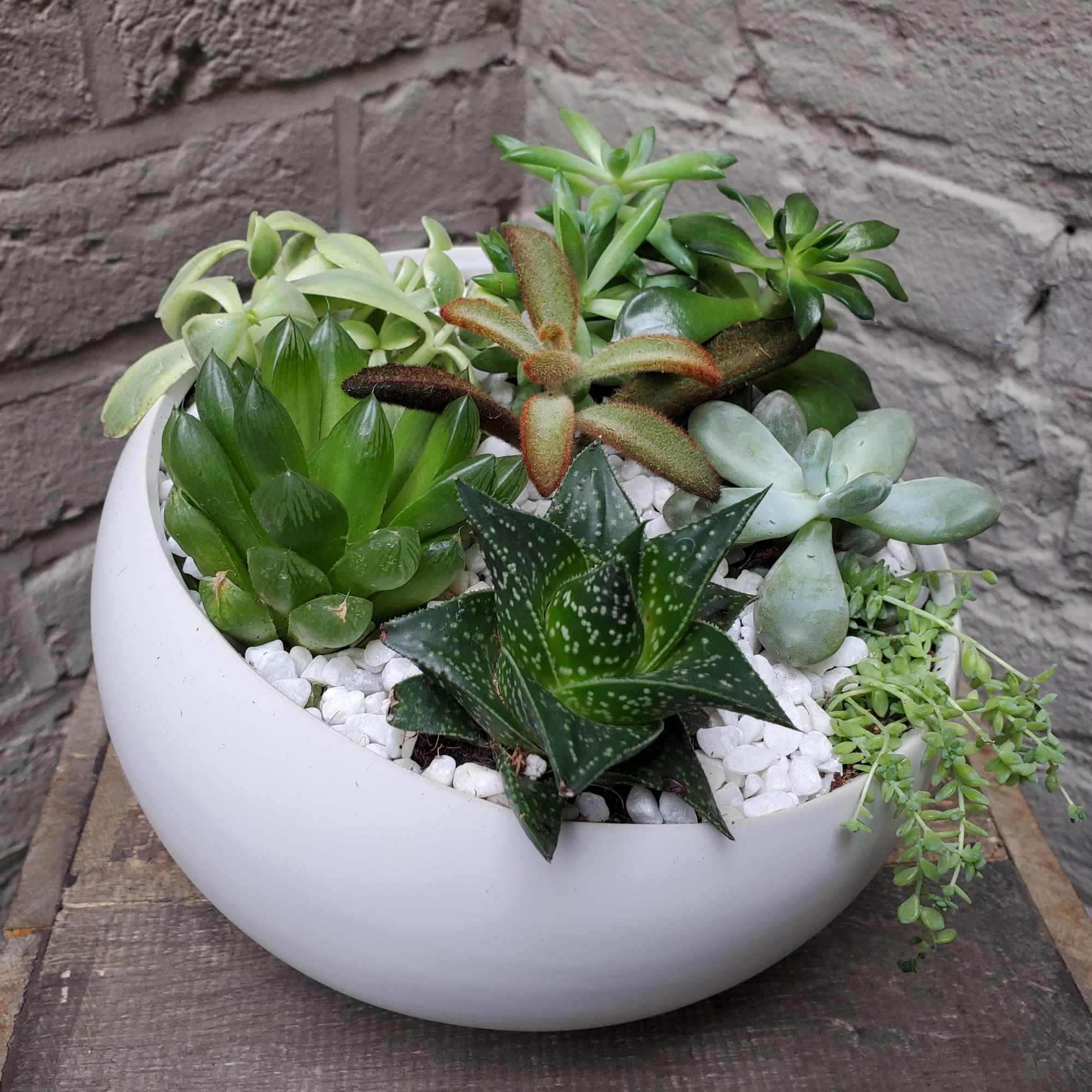 Succulent arrangement in a white bowl planter with white stones